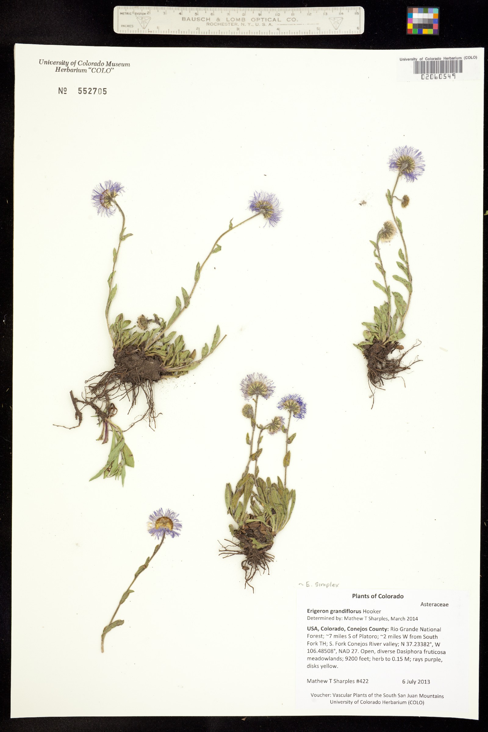 Erigeron grandiflorus image