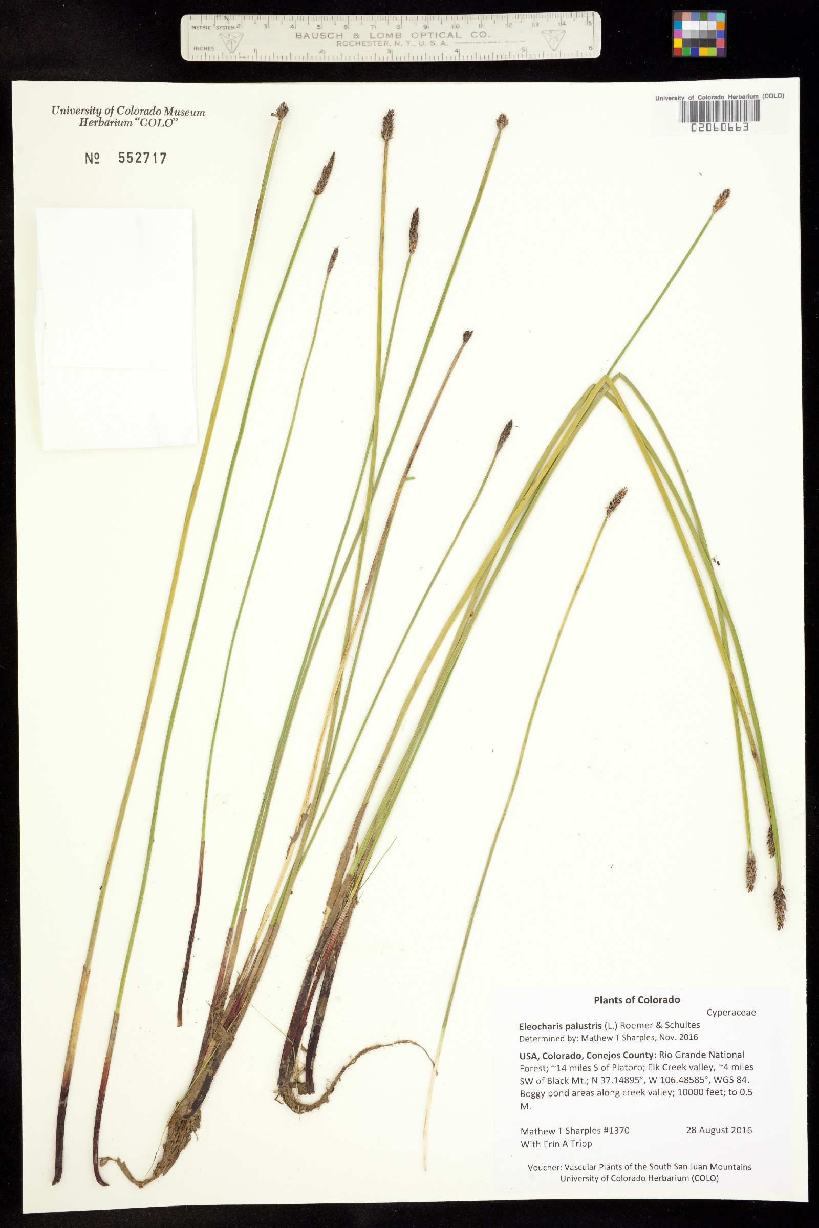 Eleocharis image