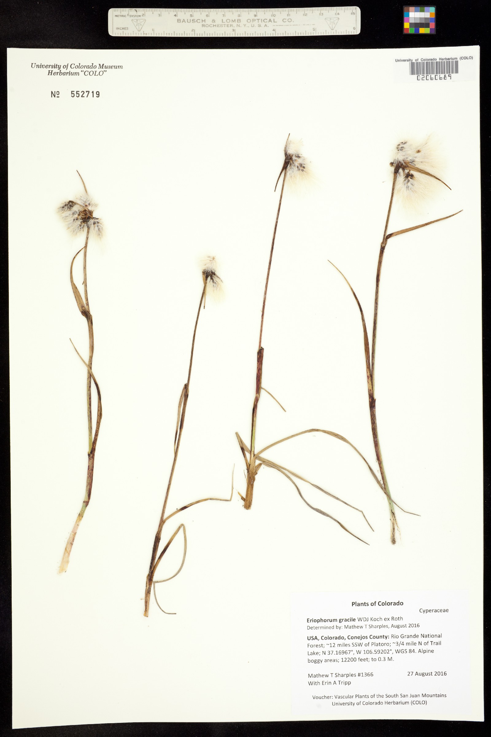 Eriophorum gracile image