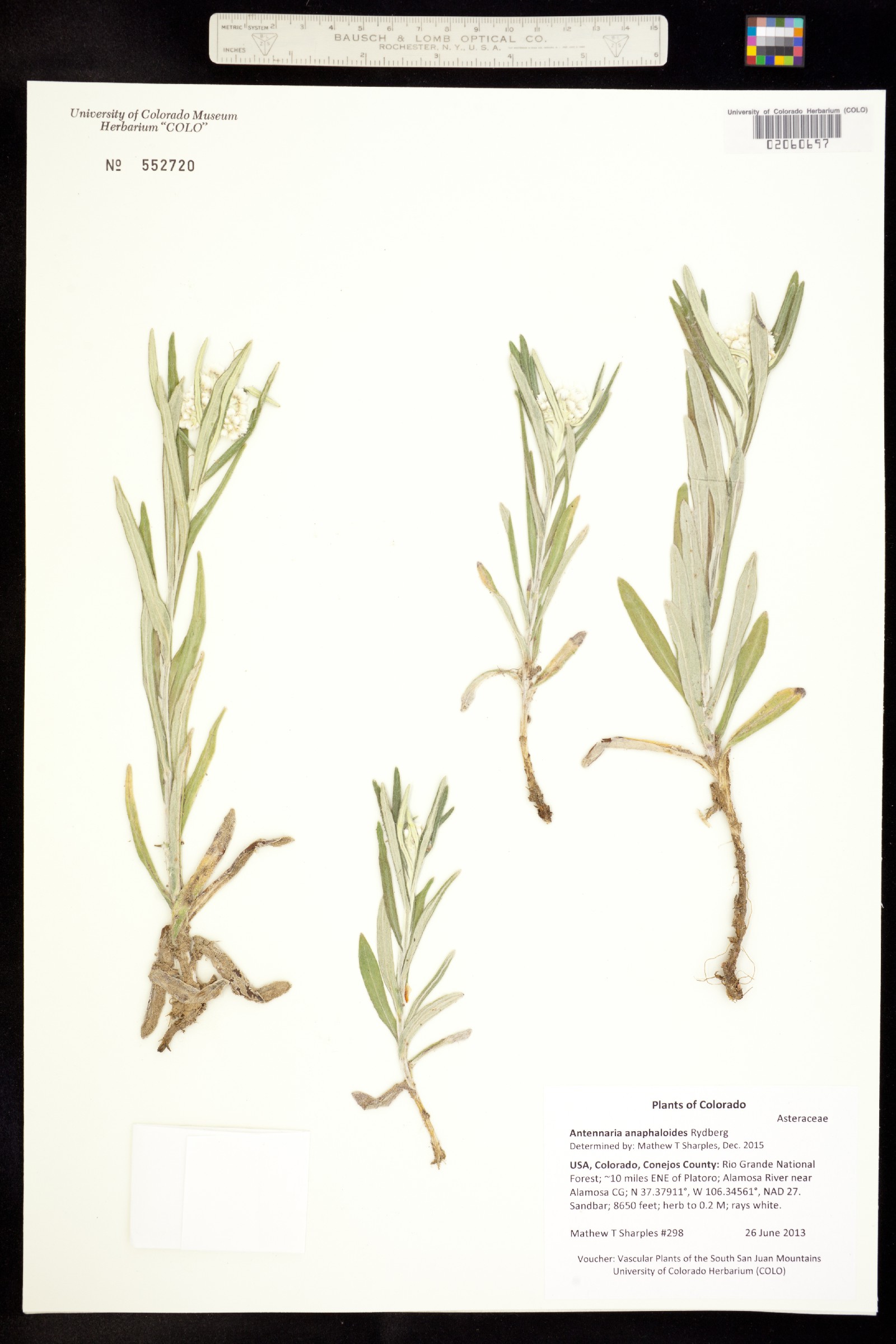 Antennaria anaphaloides image