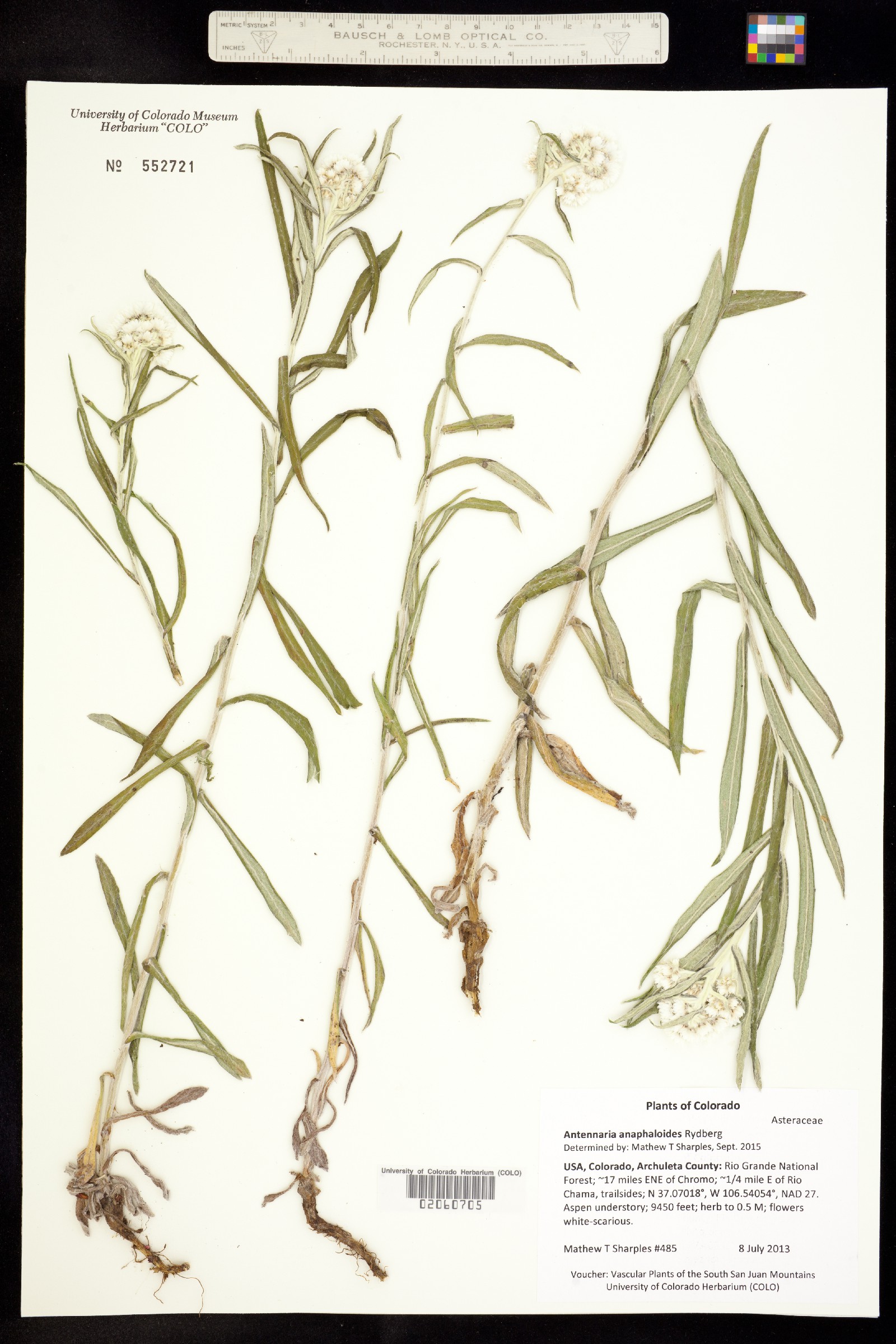 Antennaria anaphaloides image