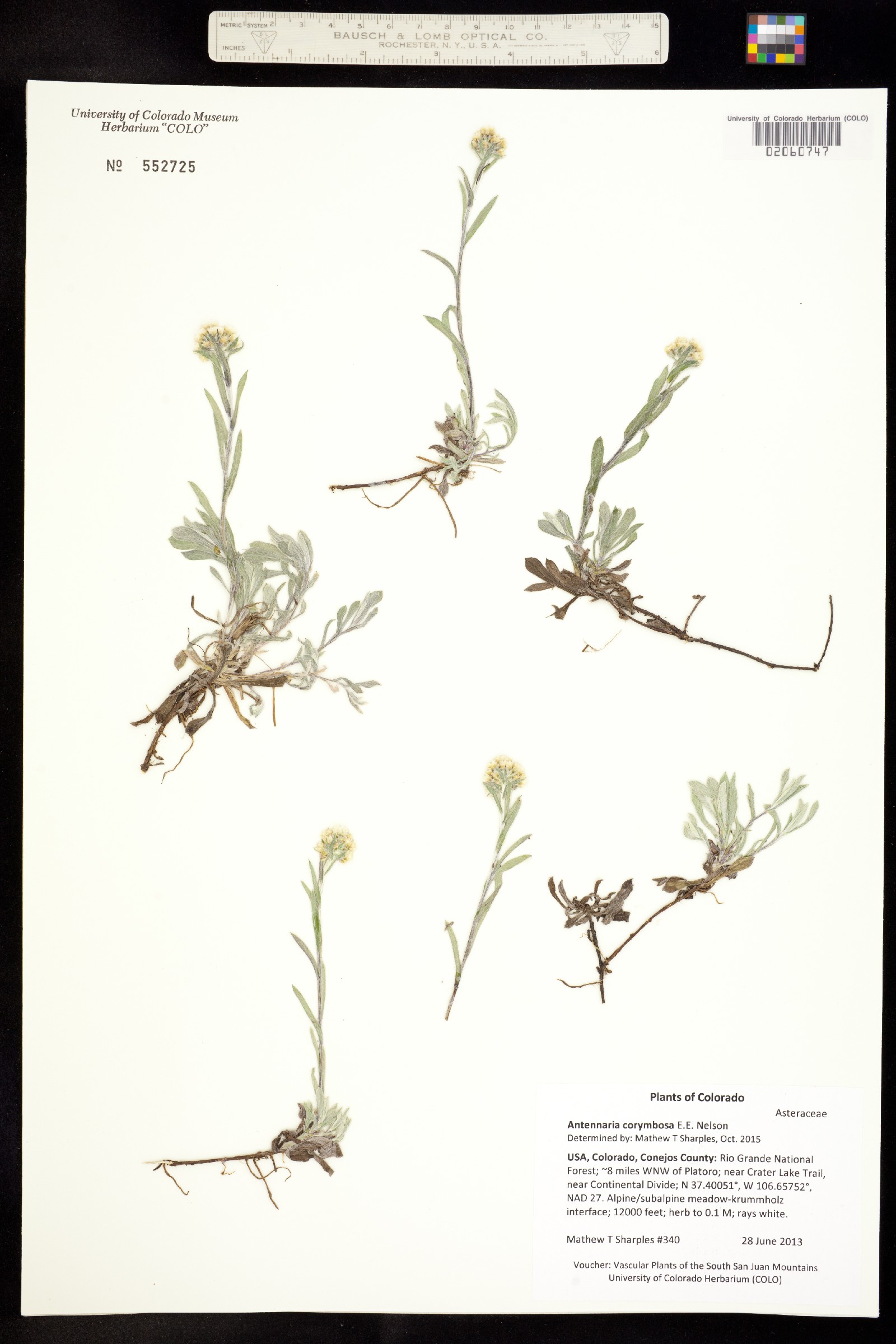 Antennaria corymbosa image