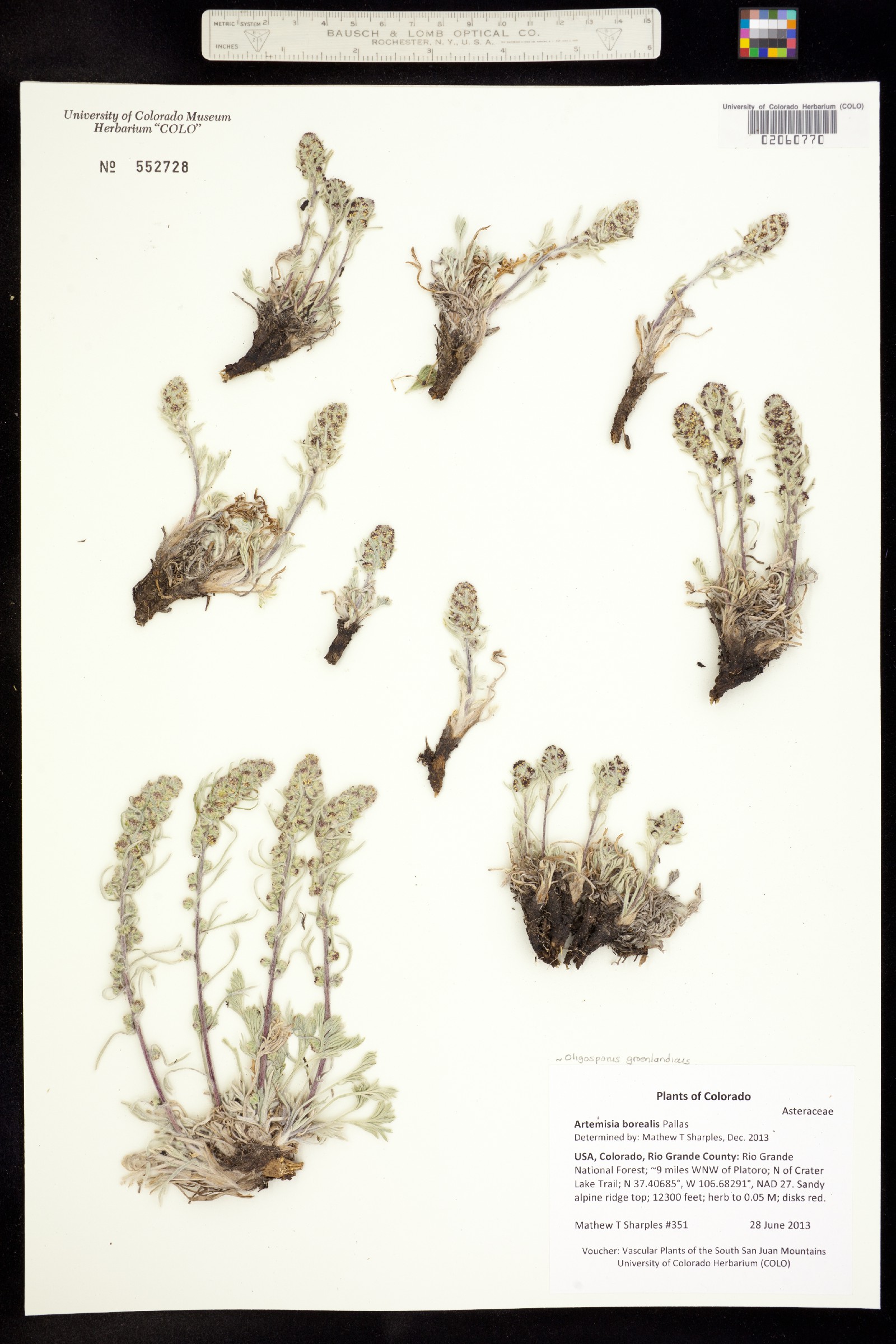 Oligosporus groenlandicus image