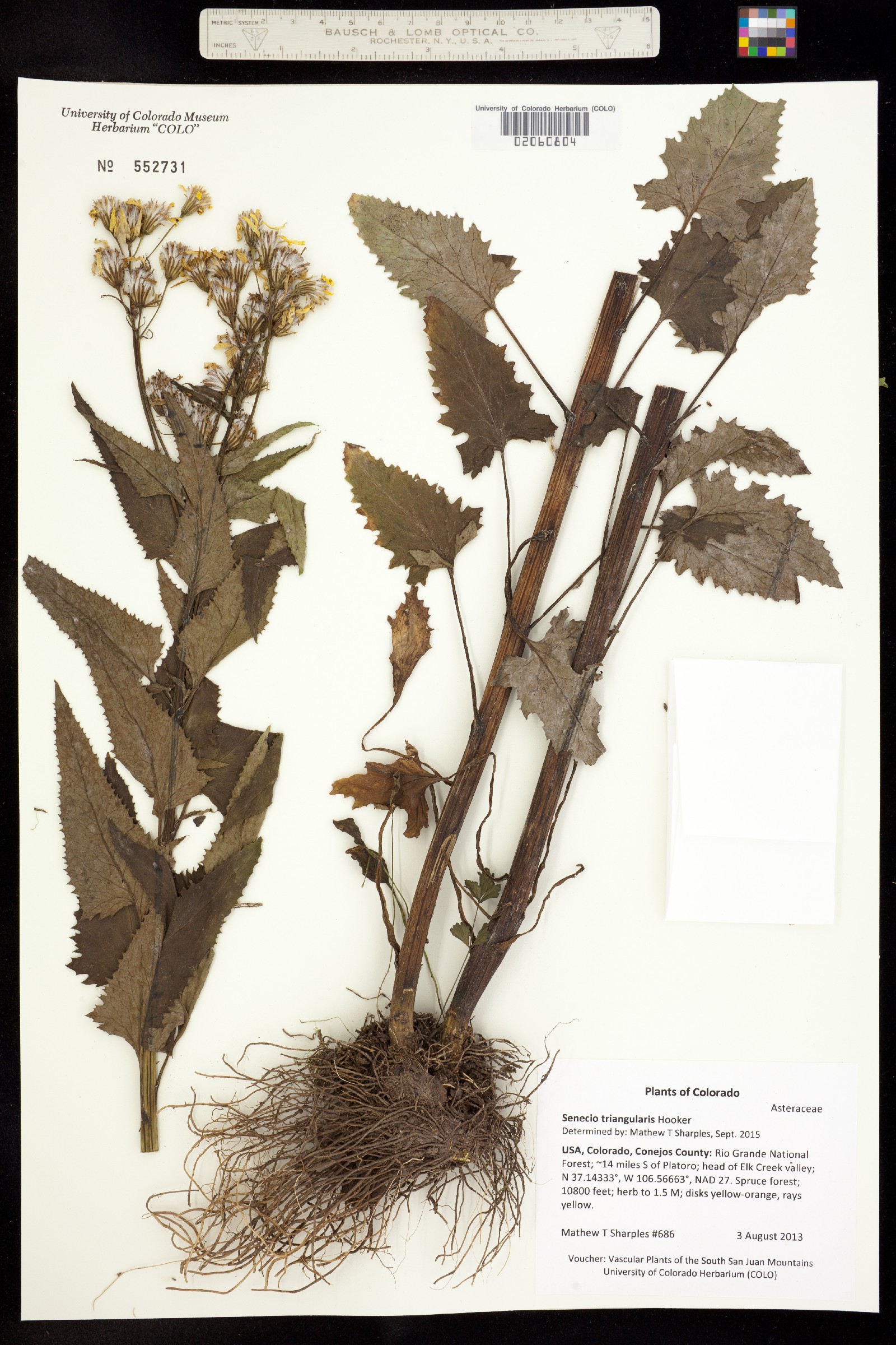 Senecio triangularis image