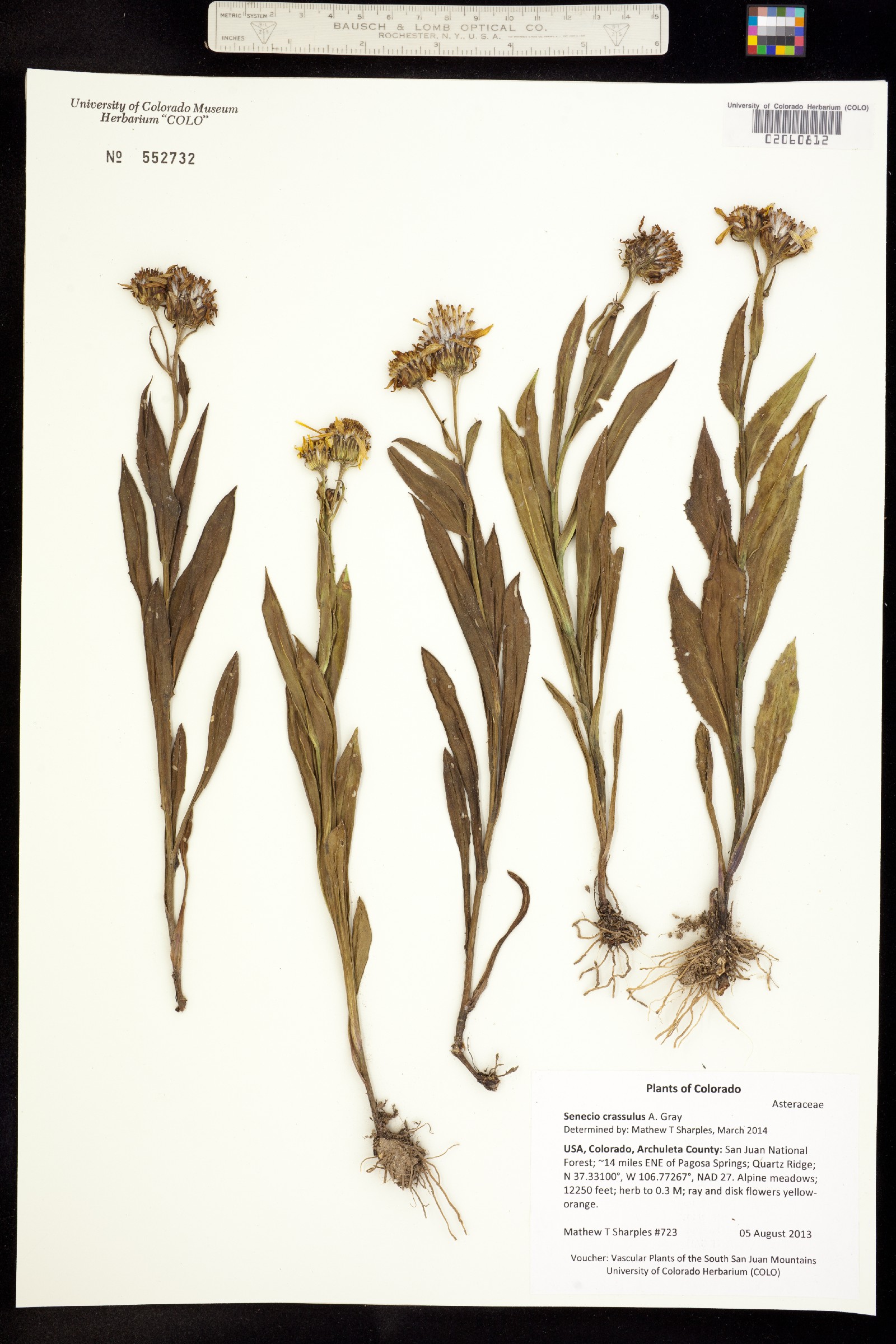 Senecio crassulus image