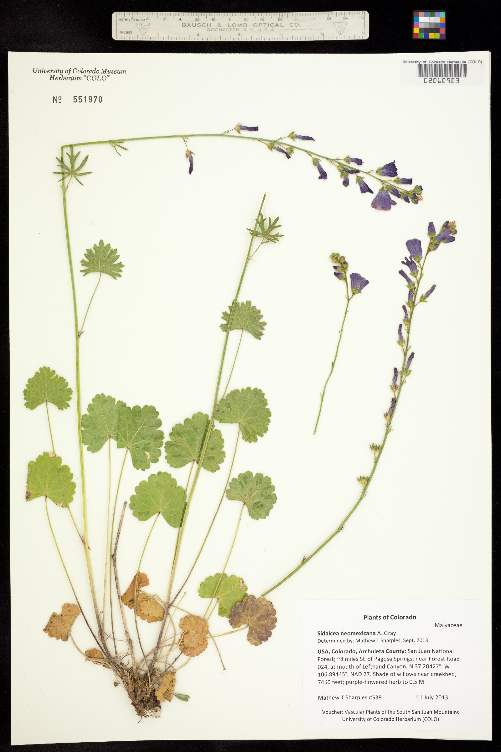 Sidalcea neomexicana image