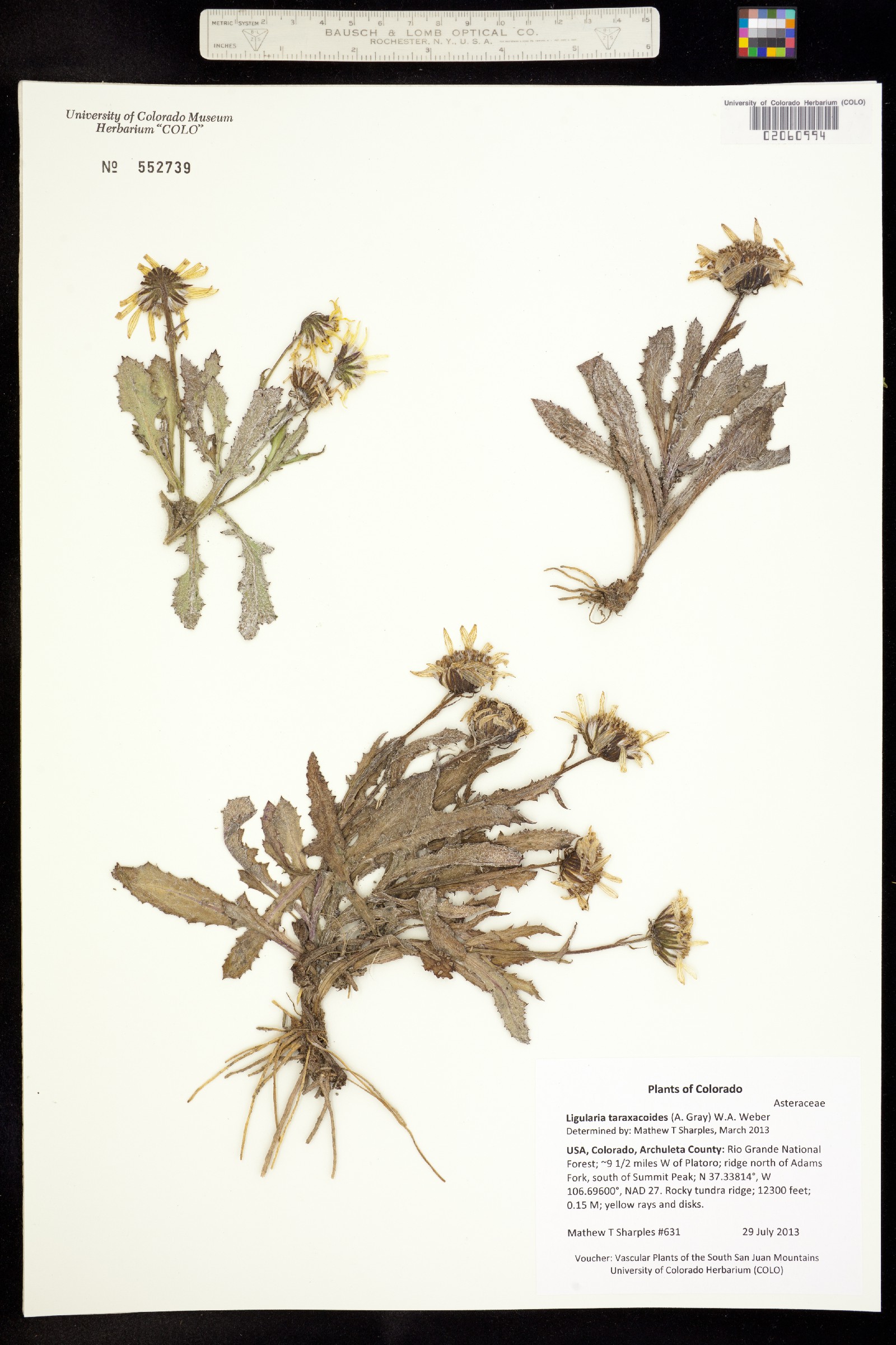 Senecio taraxacoides image