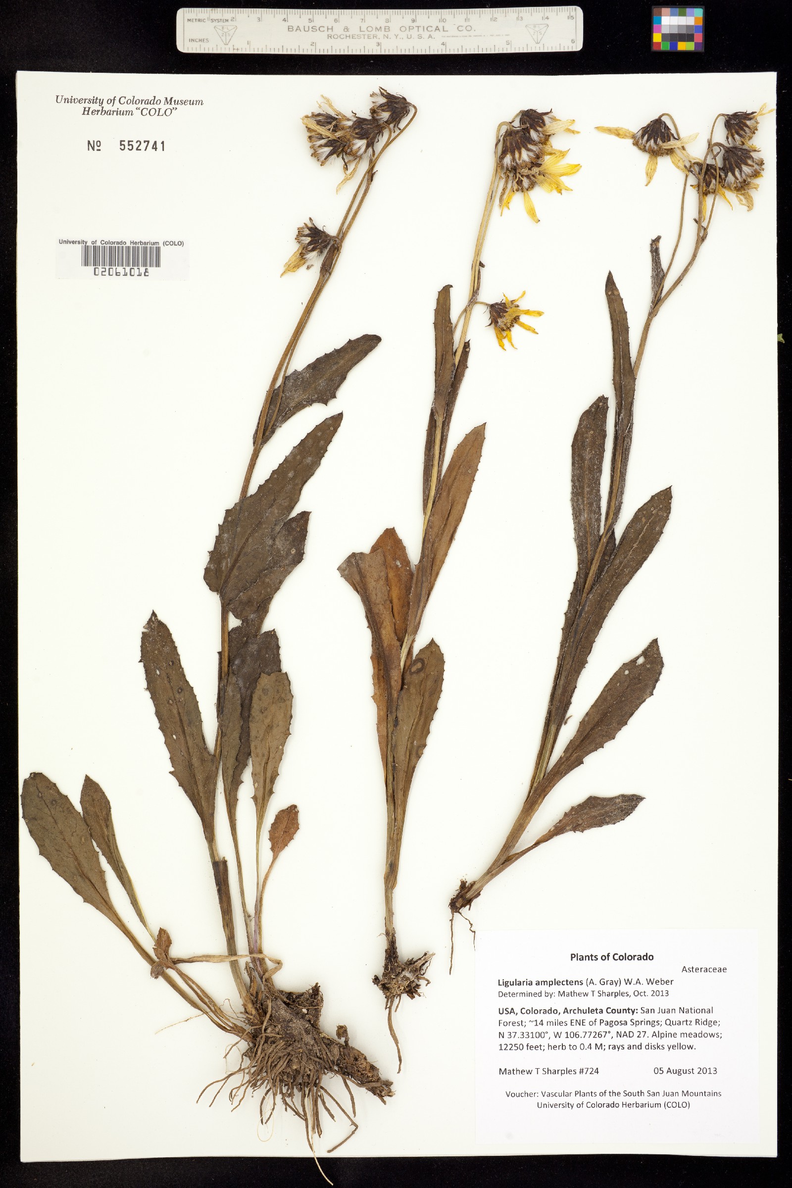 Ligularia amplectens image