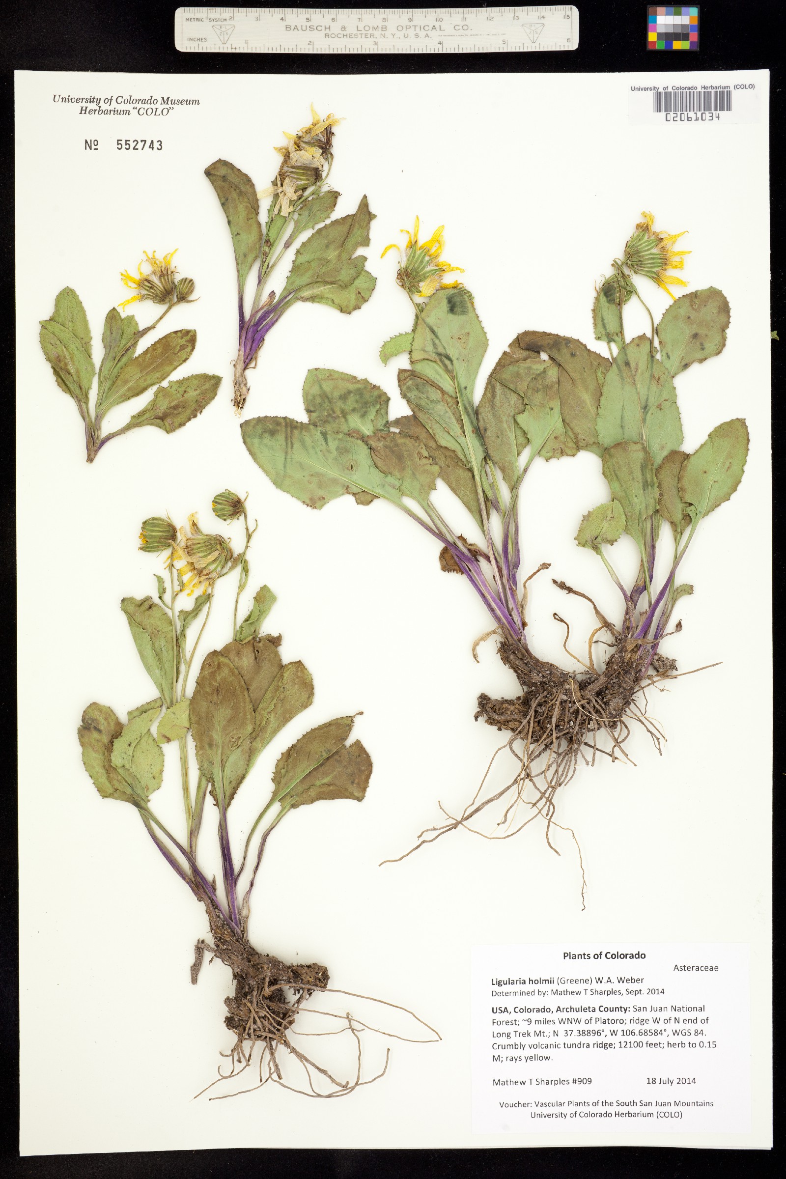 Ligularia holmii image