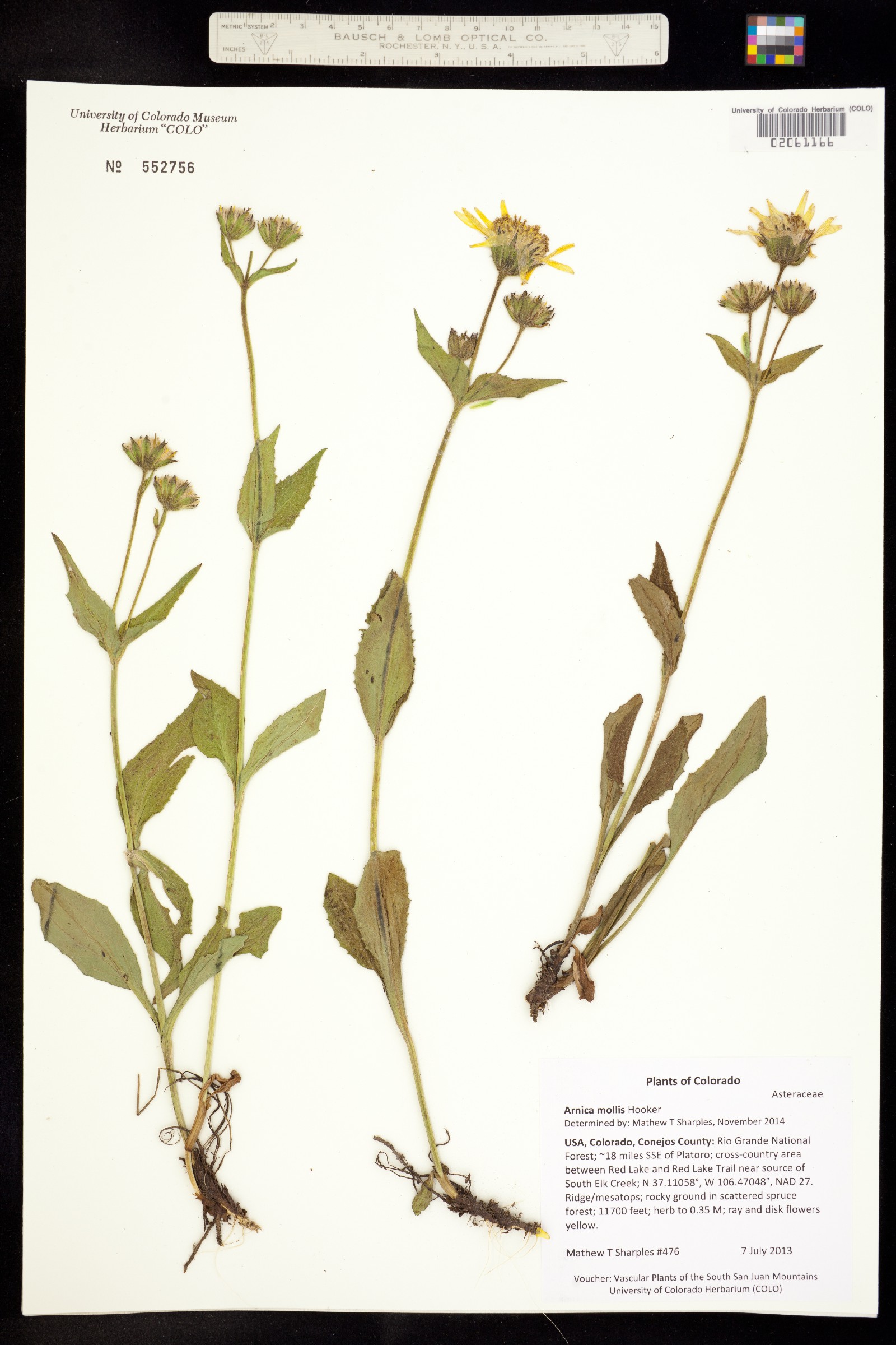 Arnica mollis image