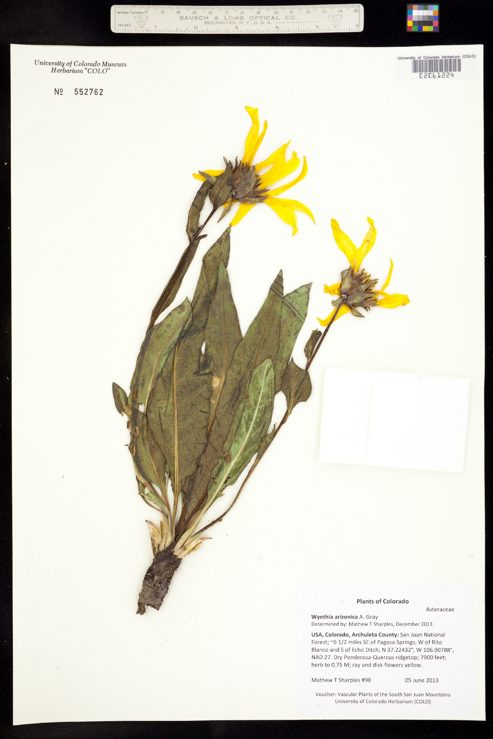 Wyethia arizonica image