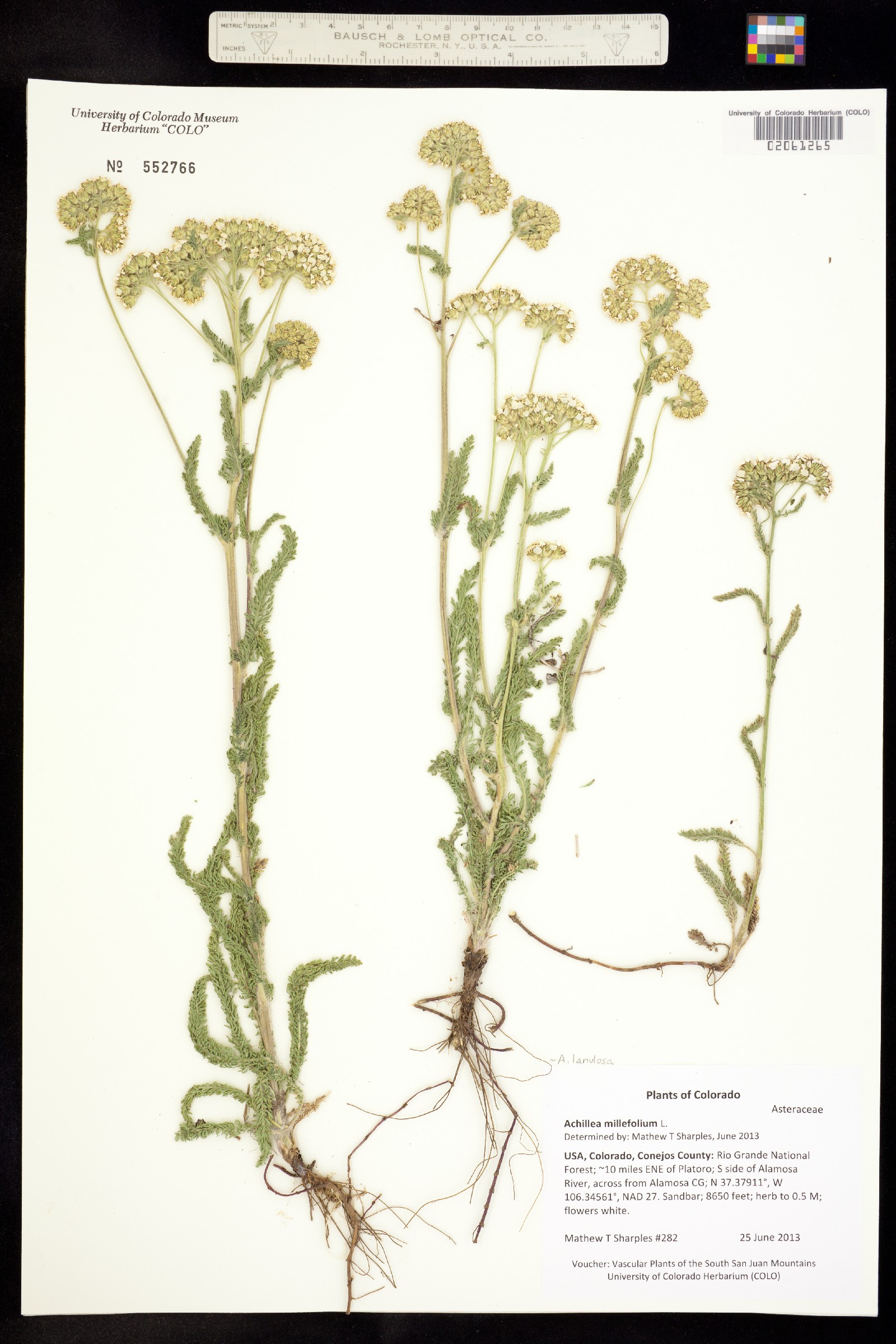 Achillea millefolium image