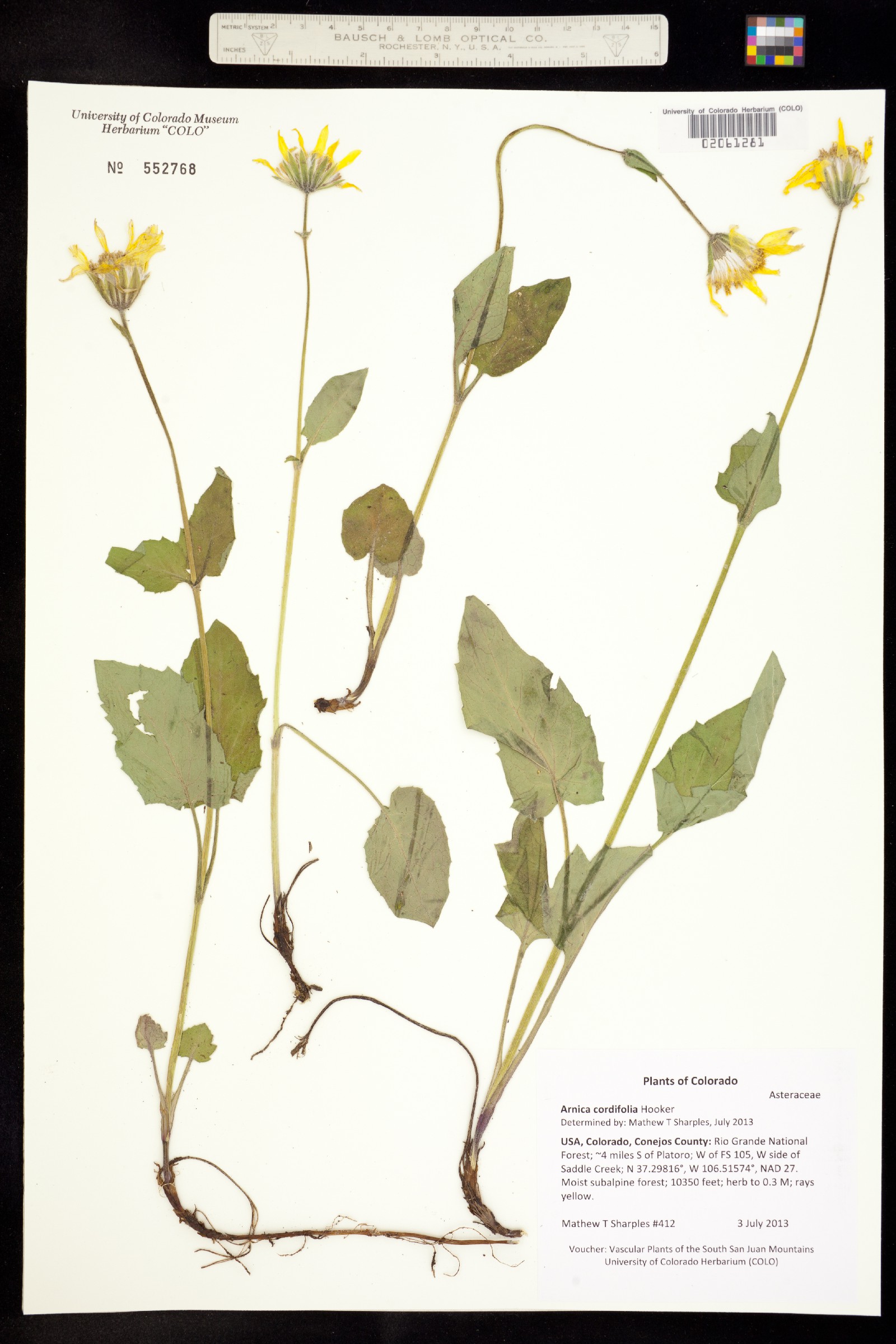Arnica cordifolia image