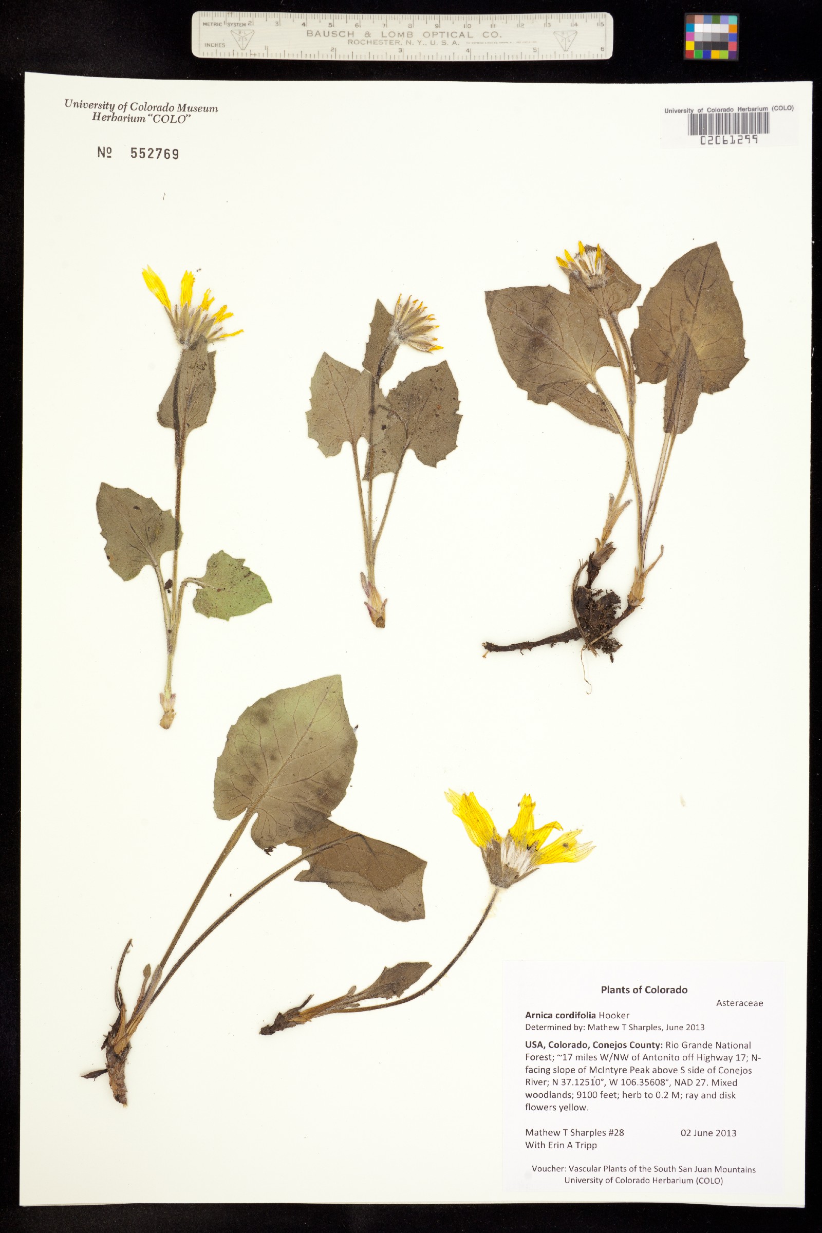 Arnica cordifolia image