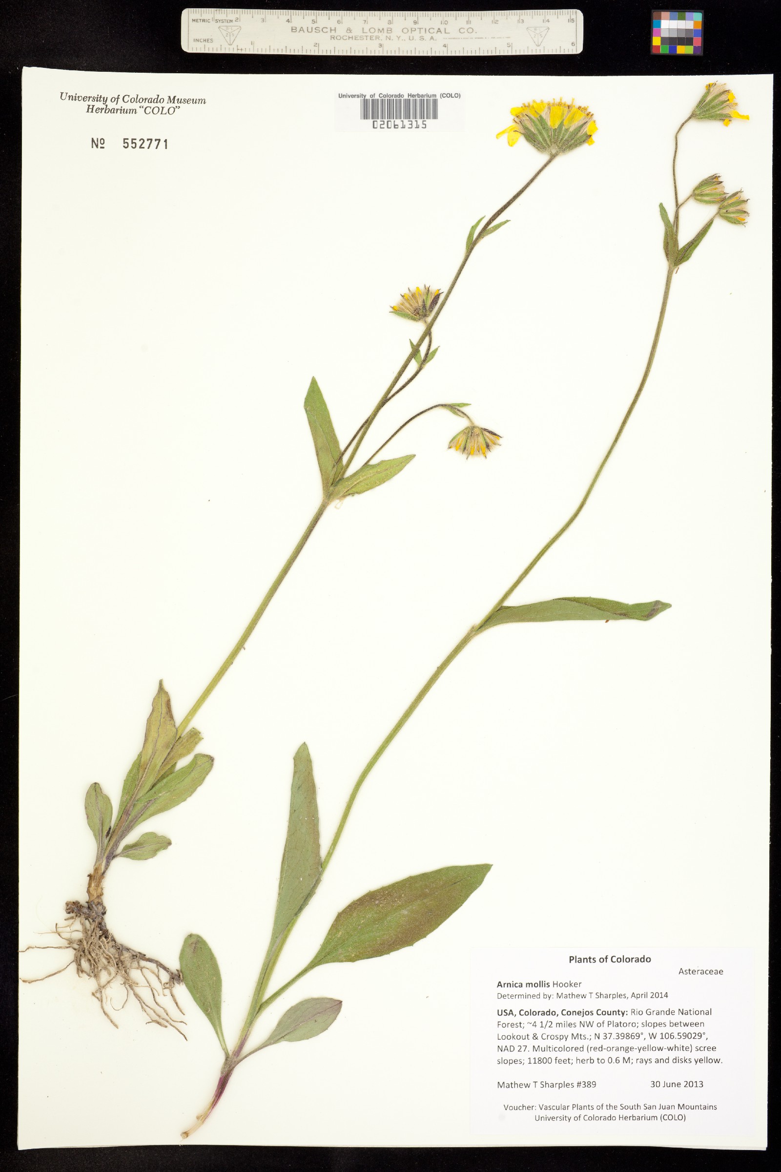 Arnica mollis image