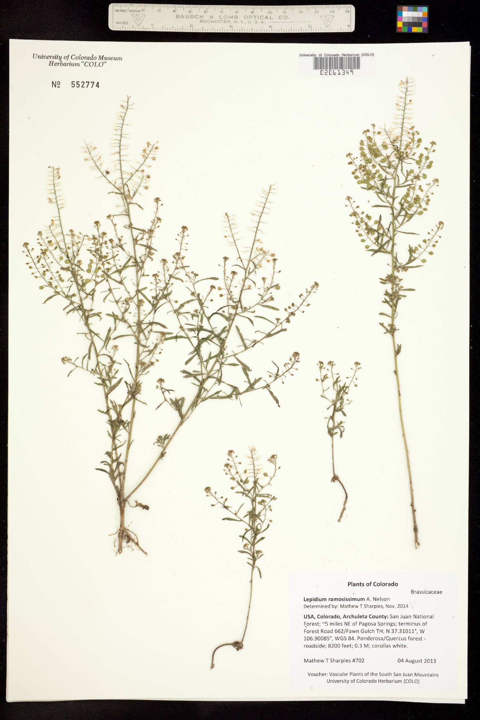 Lepidium ramosissimum image