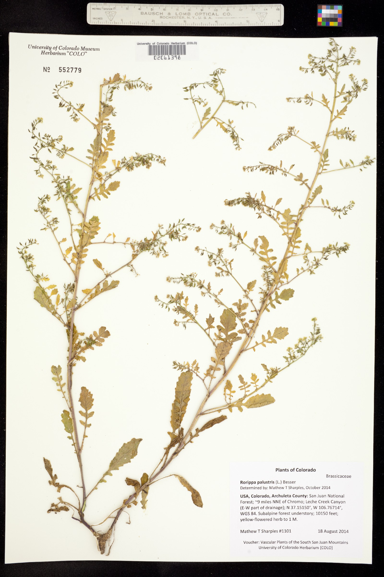 Rorippa palustris image