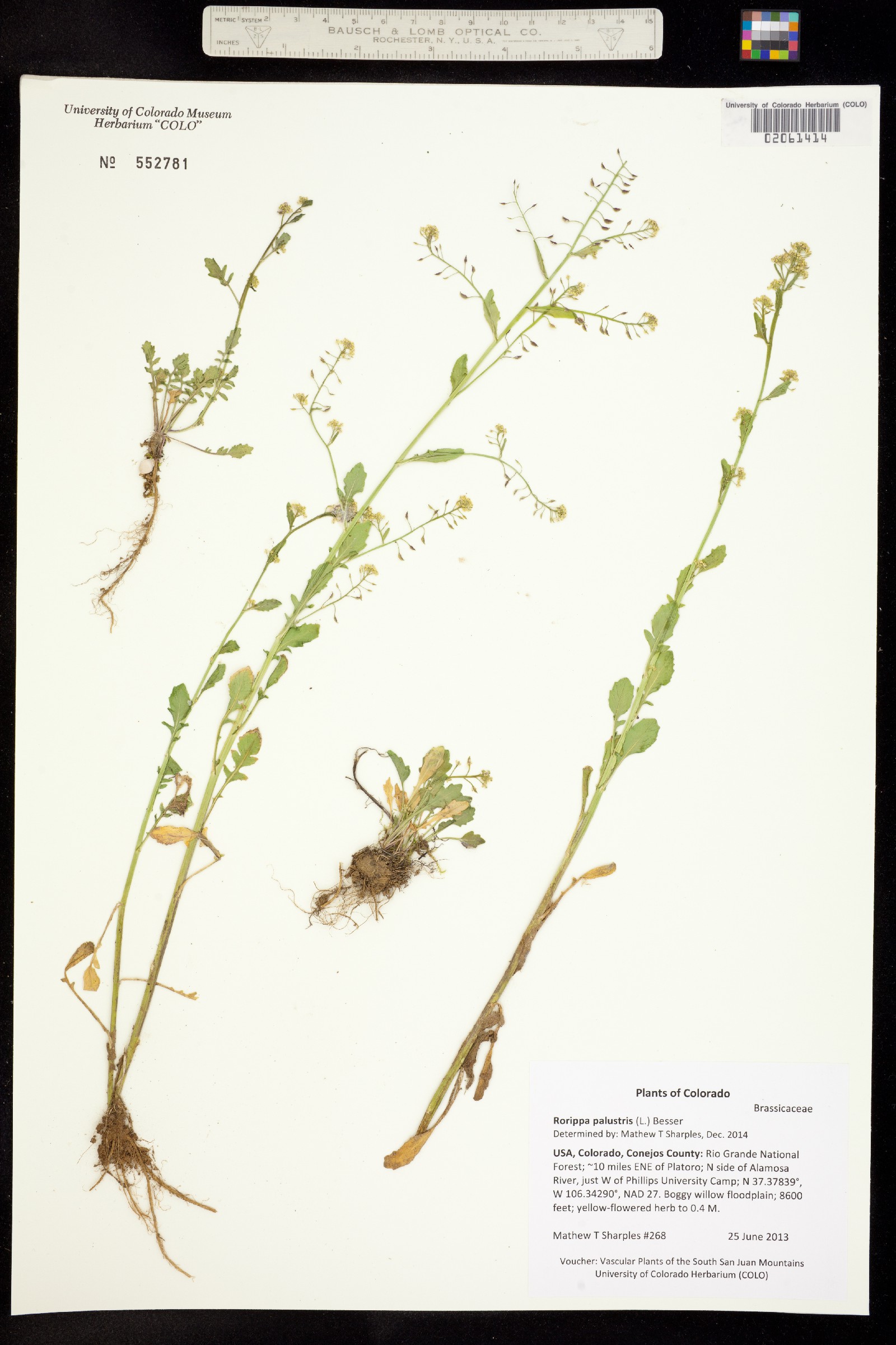 Rorippa palustris image