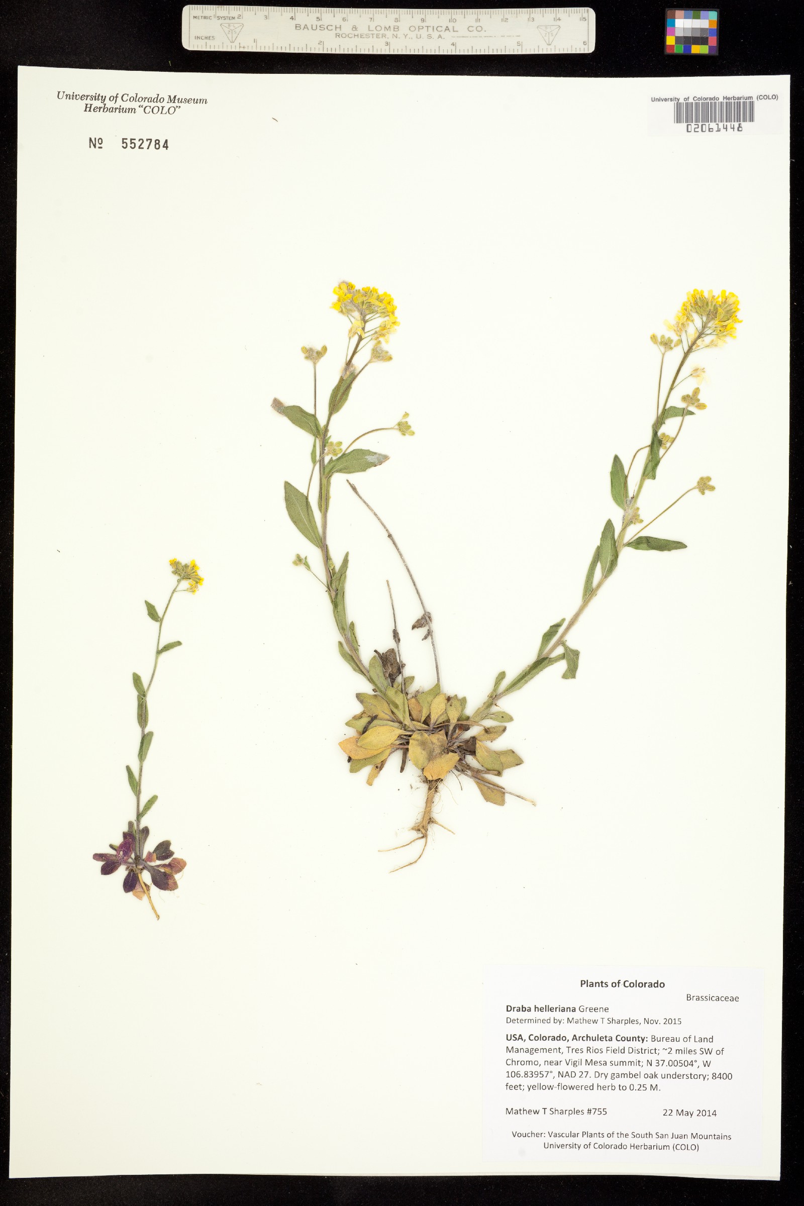 Draba helleriana image