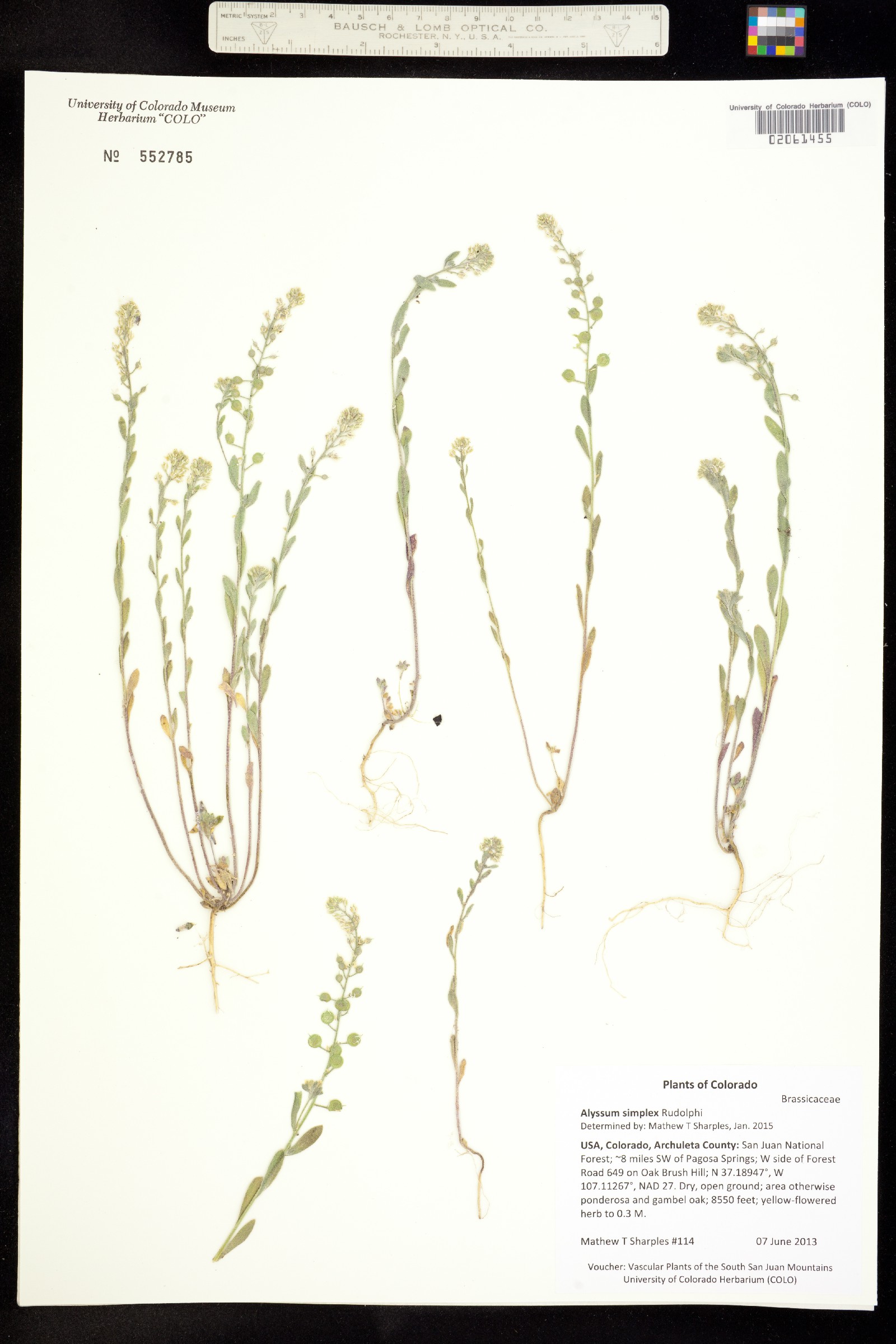 Alyssum simplex image