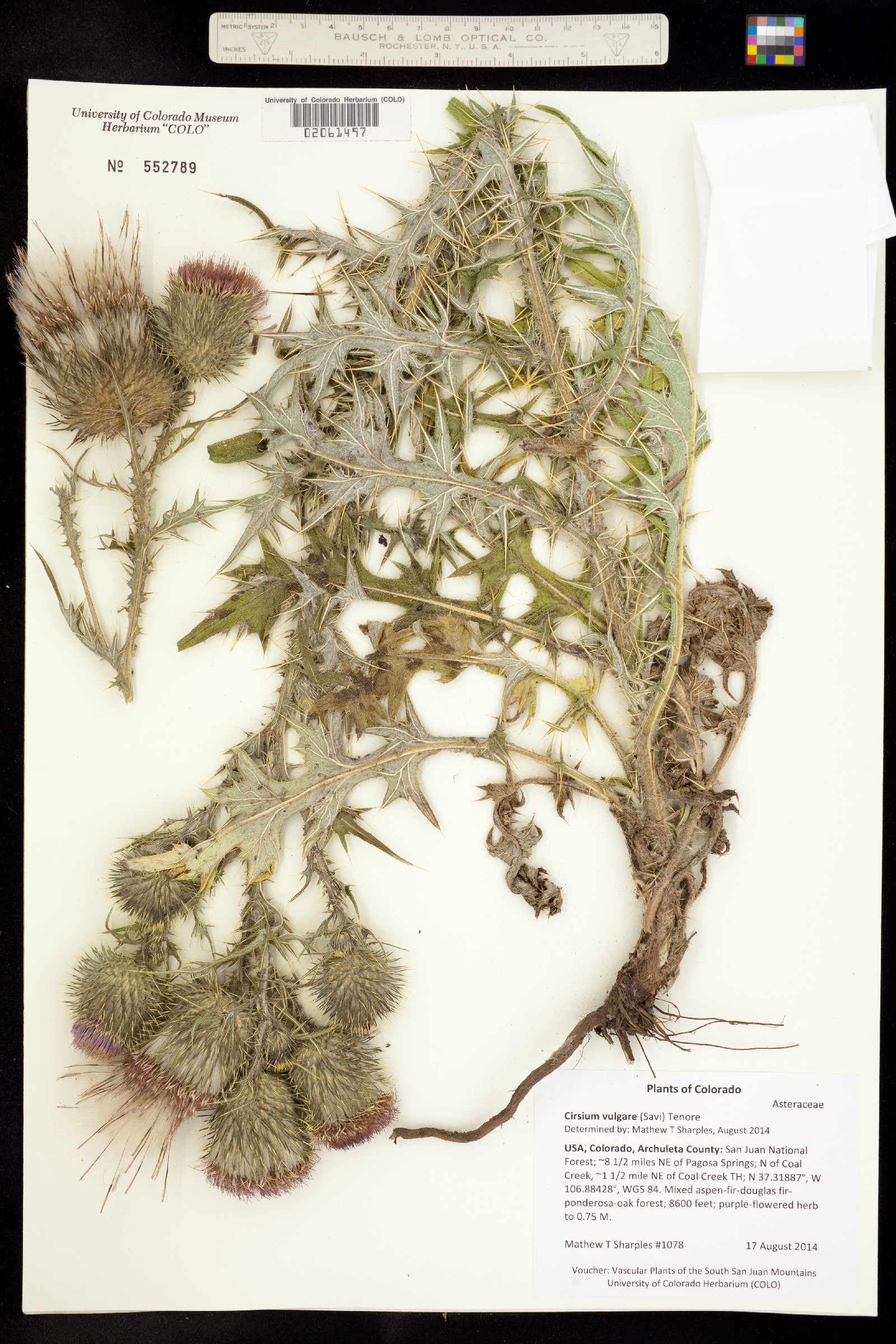 Cirsium vulgare image