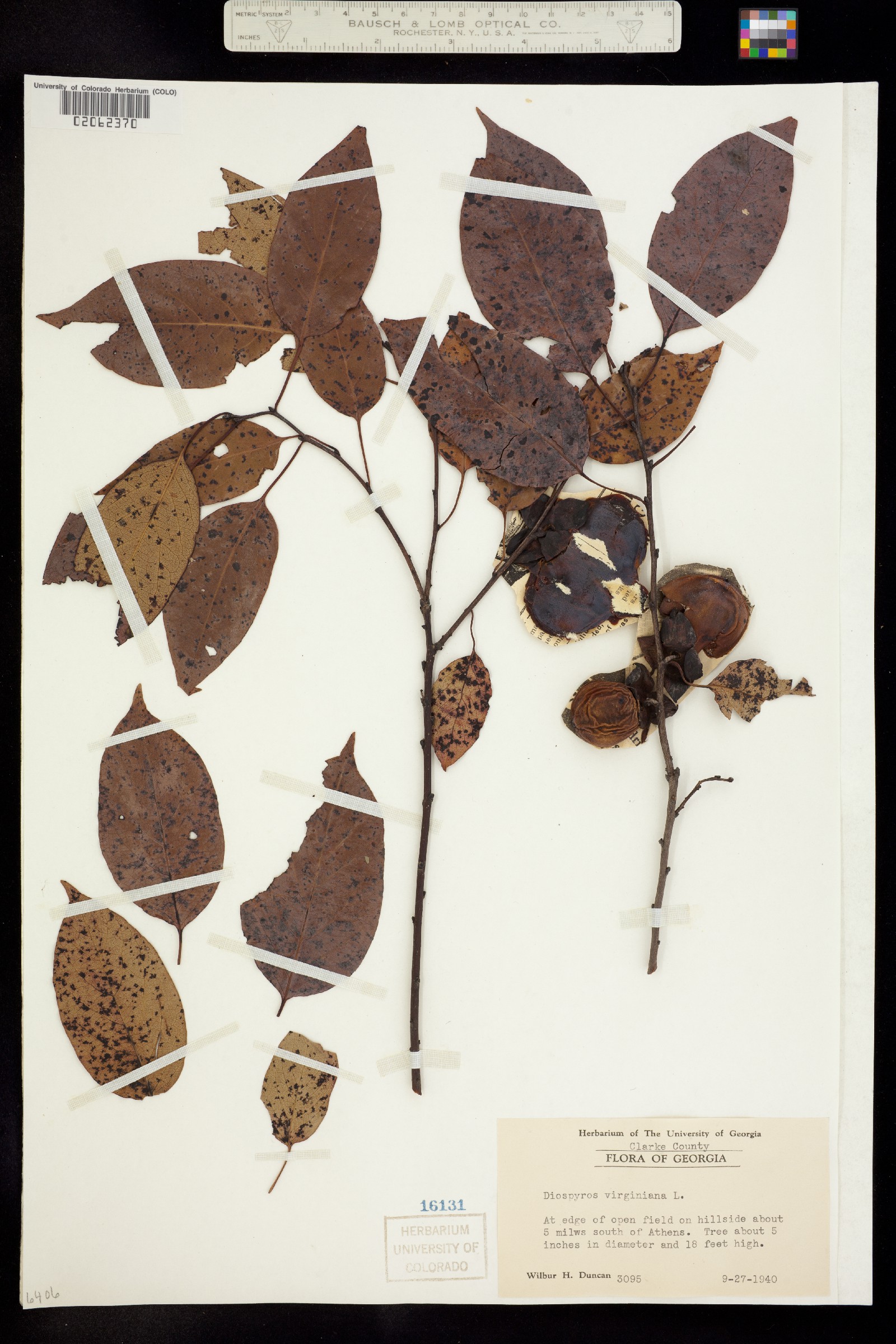 Diospyros virginiana image