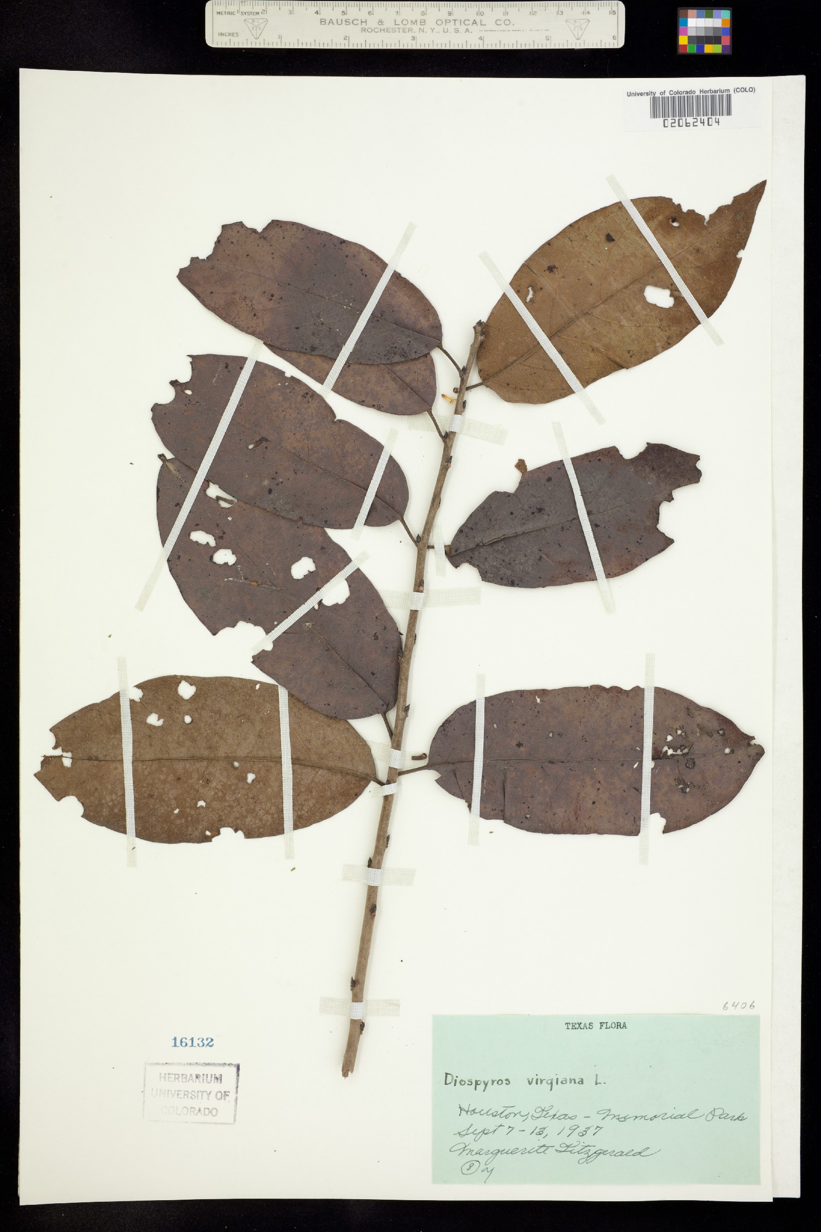 Diospyros virginiana image