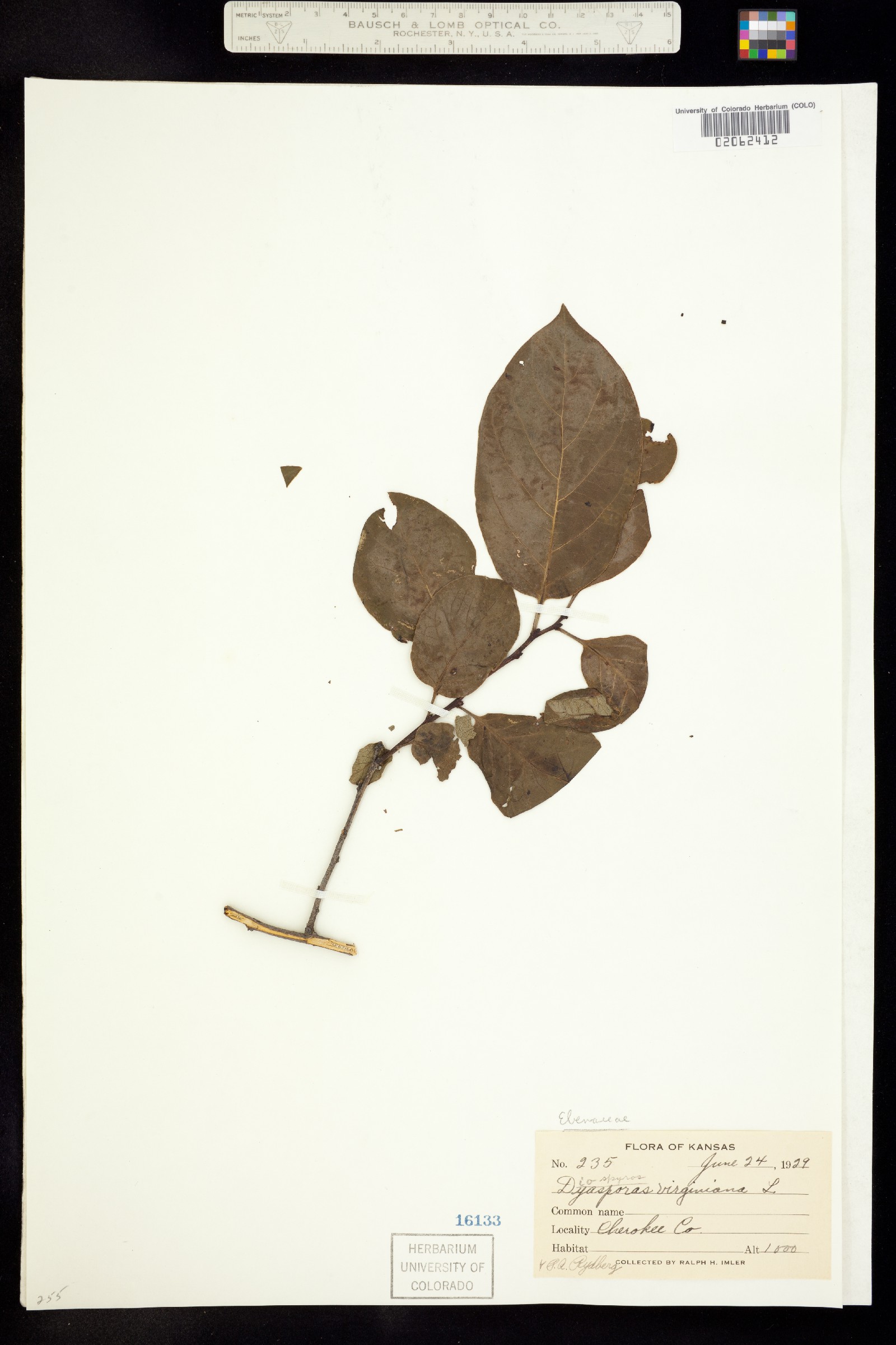 Diospyros virginiana image