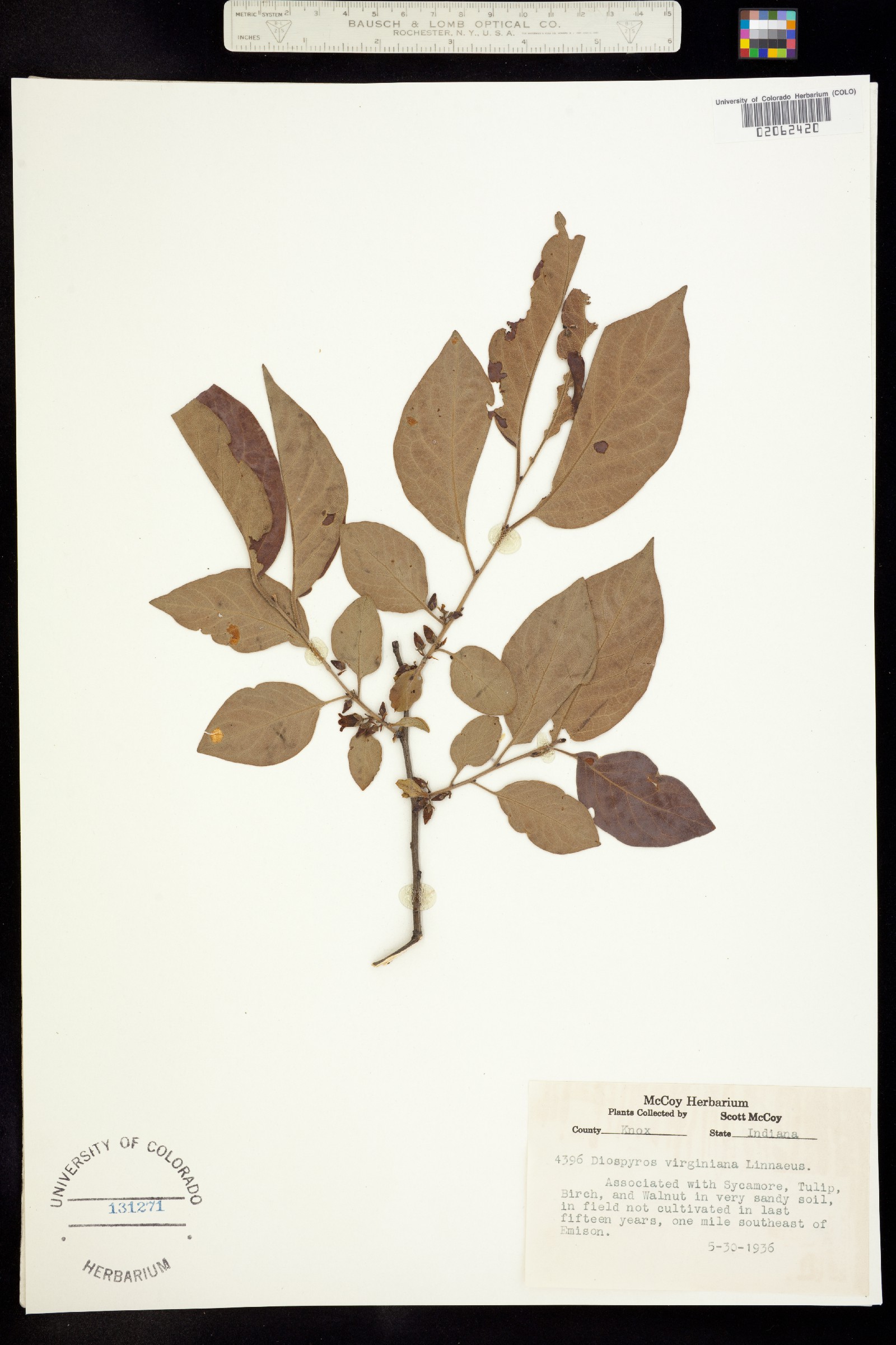 Diospyros virginiana image