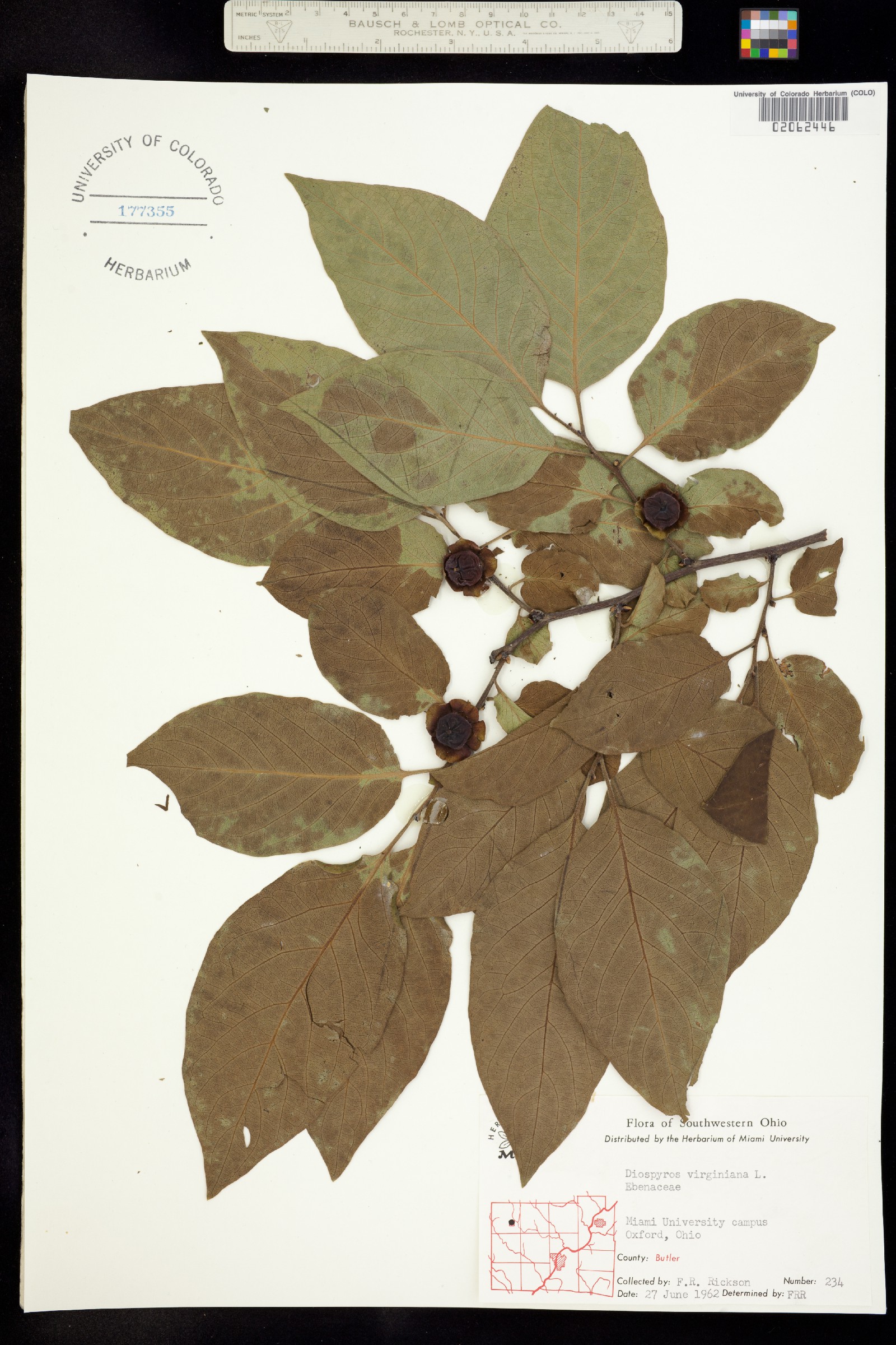 Diospyros virginiana image