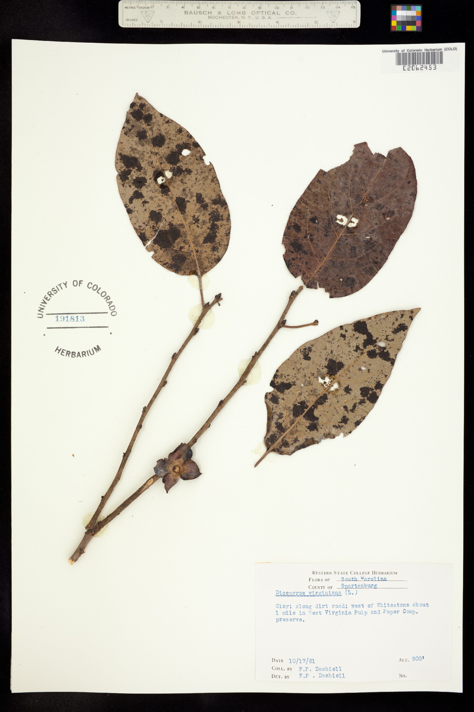 Diospyros virginiana image