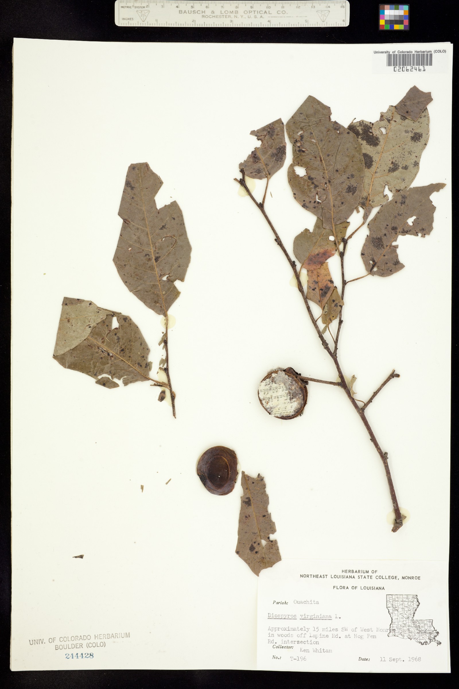 Diospyros virginiana image