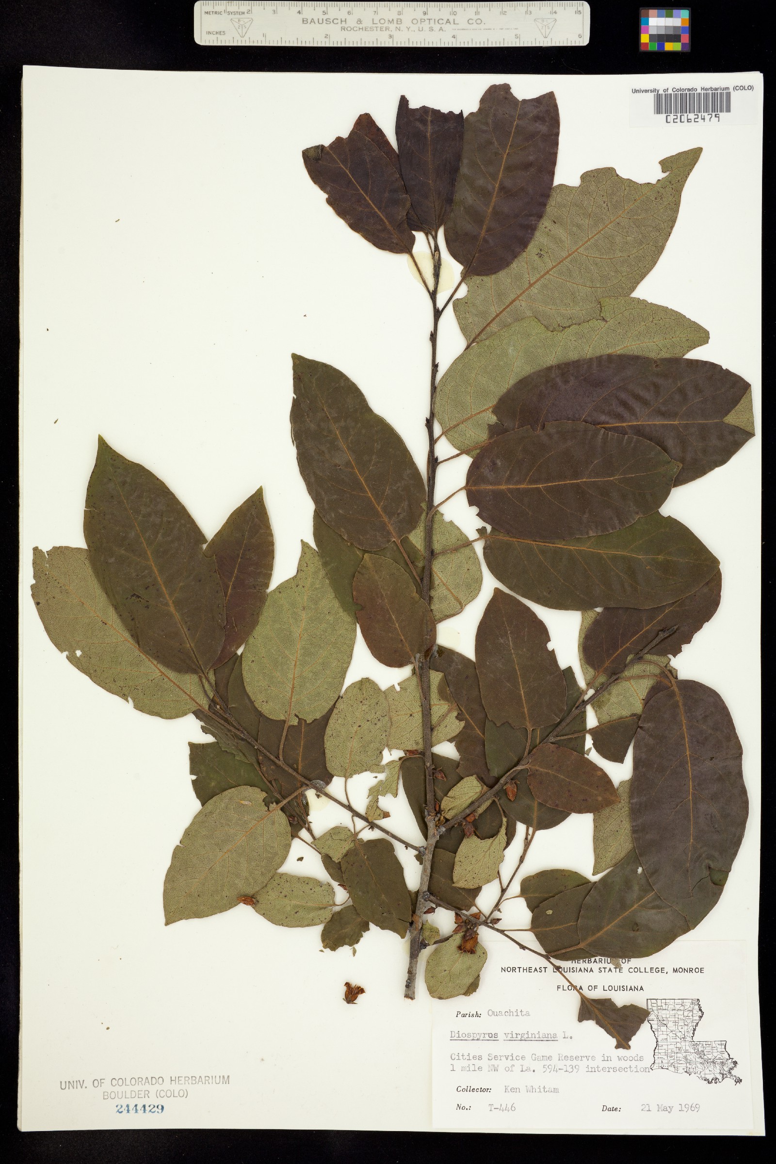 Diospyros virginiana image