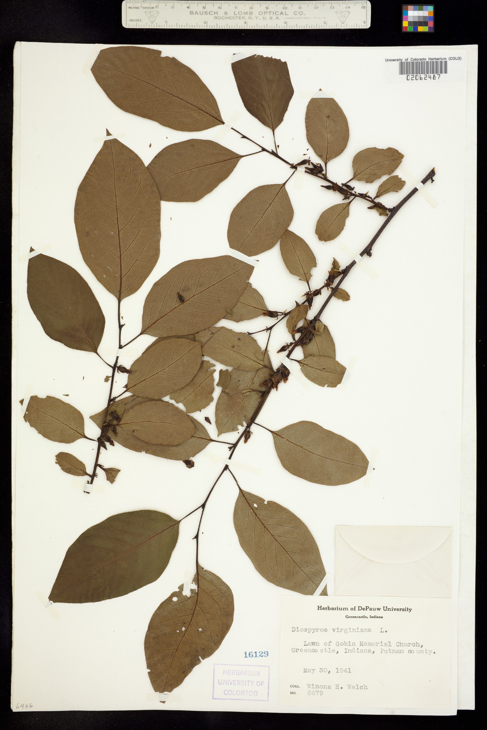 Diospyros virginiana image