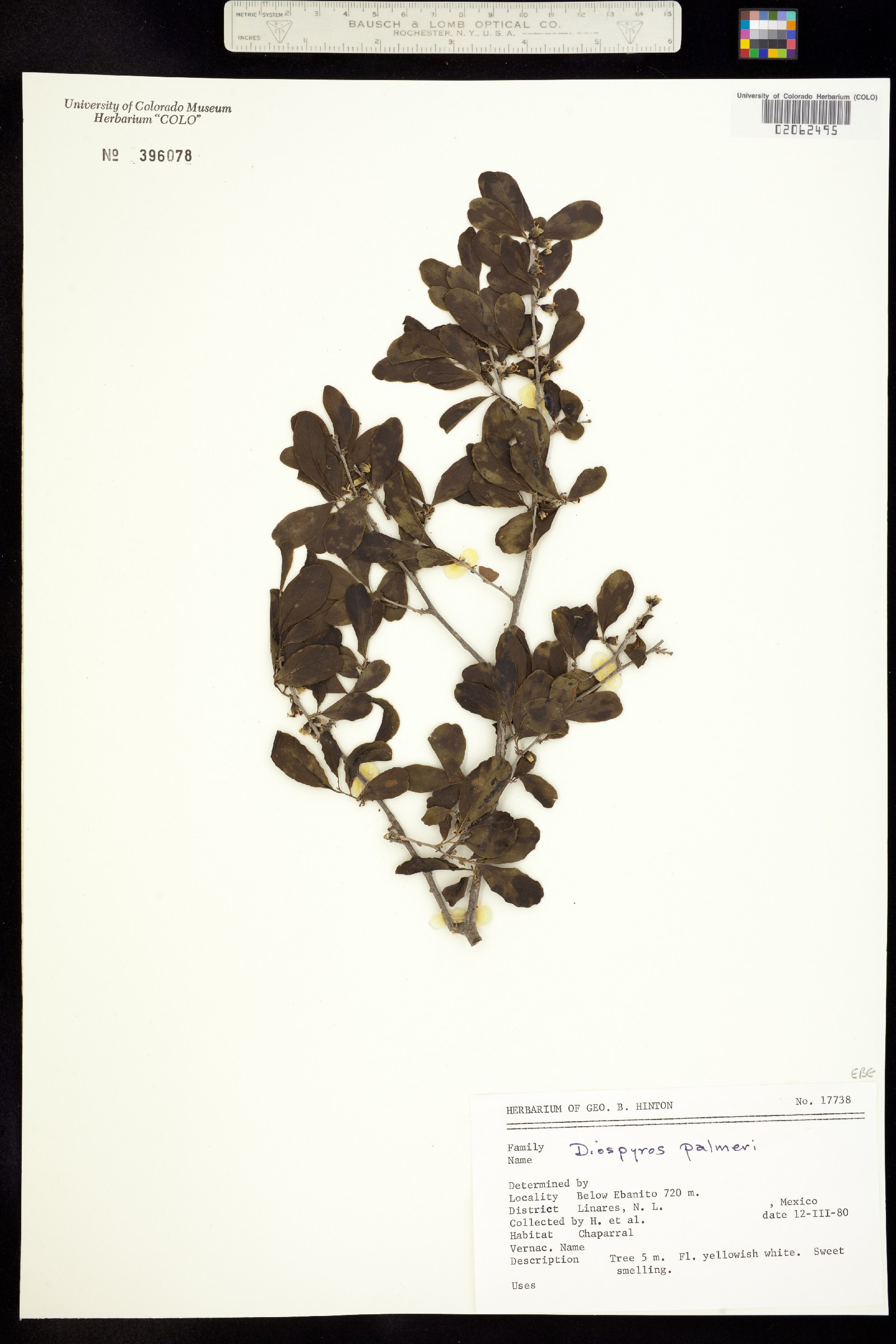 Diospyros palmeri image