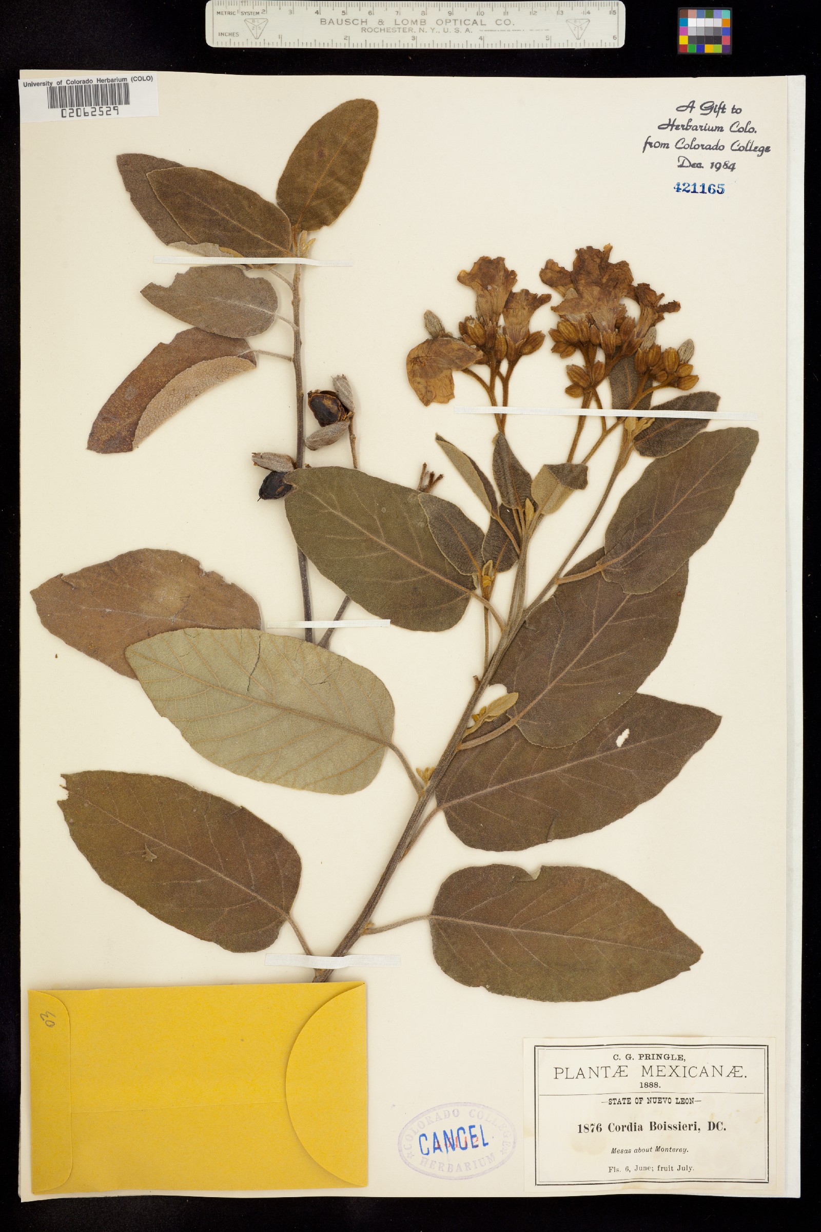 Cordia boissieri image