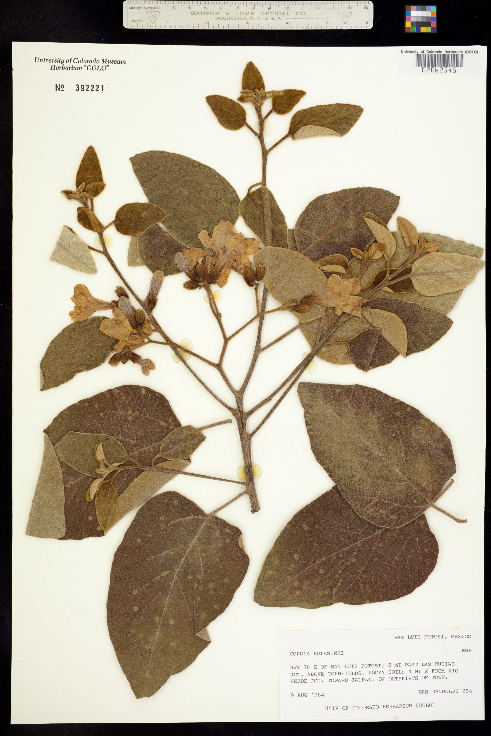 Cordia boissieri image