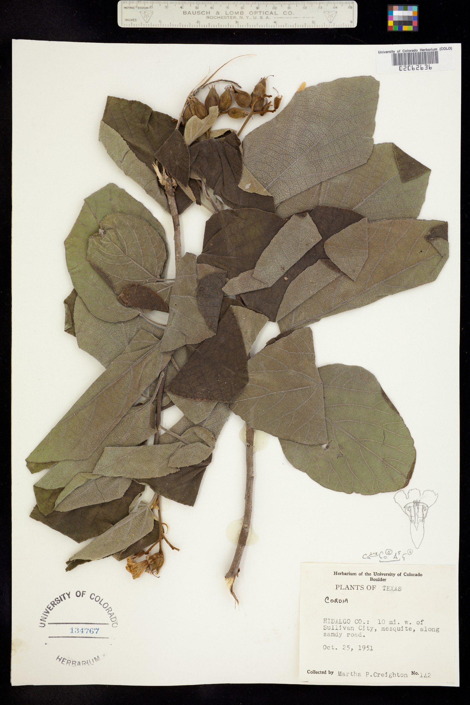 Cordia boissieri image