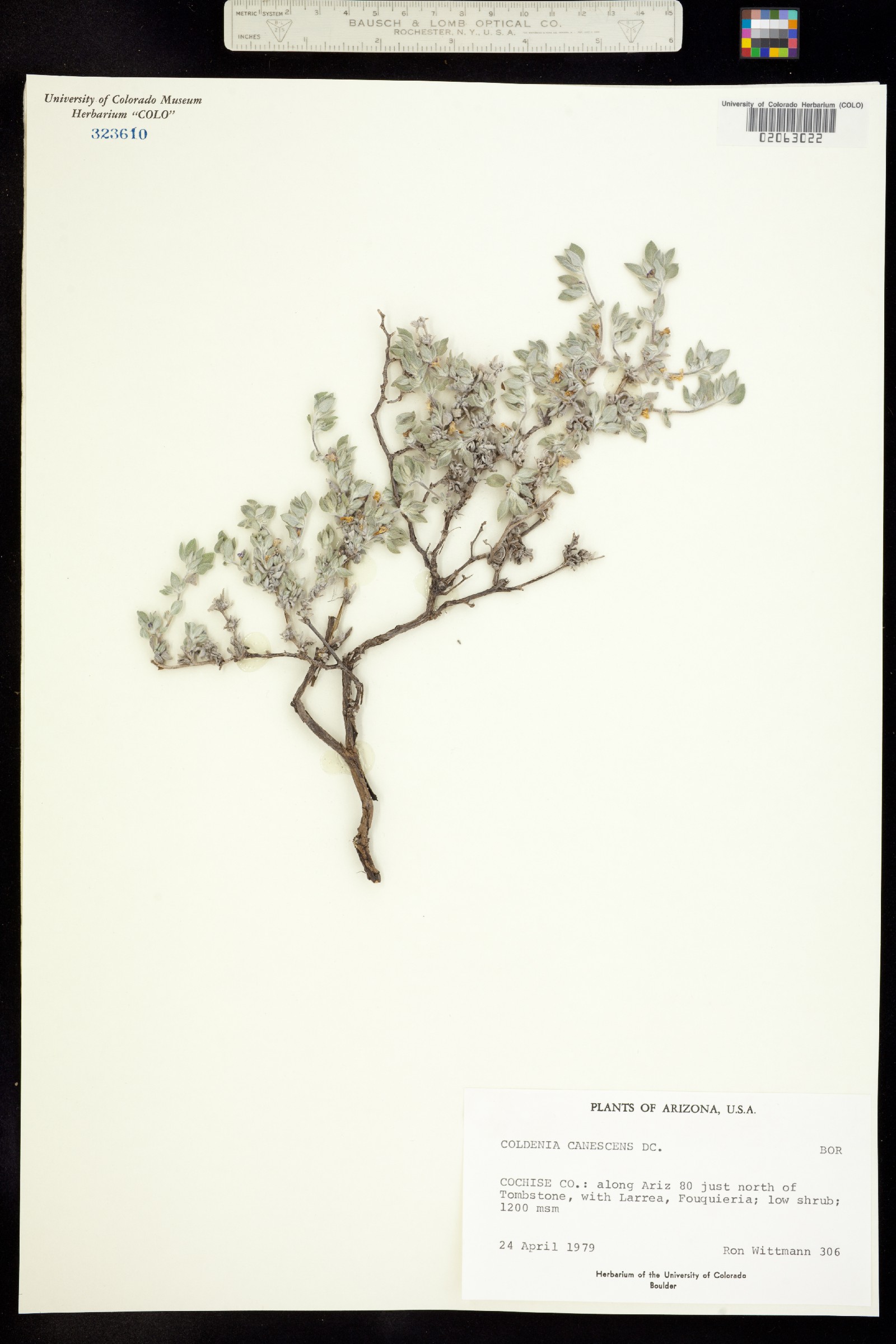 Tiquilia canescens image