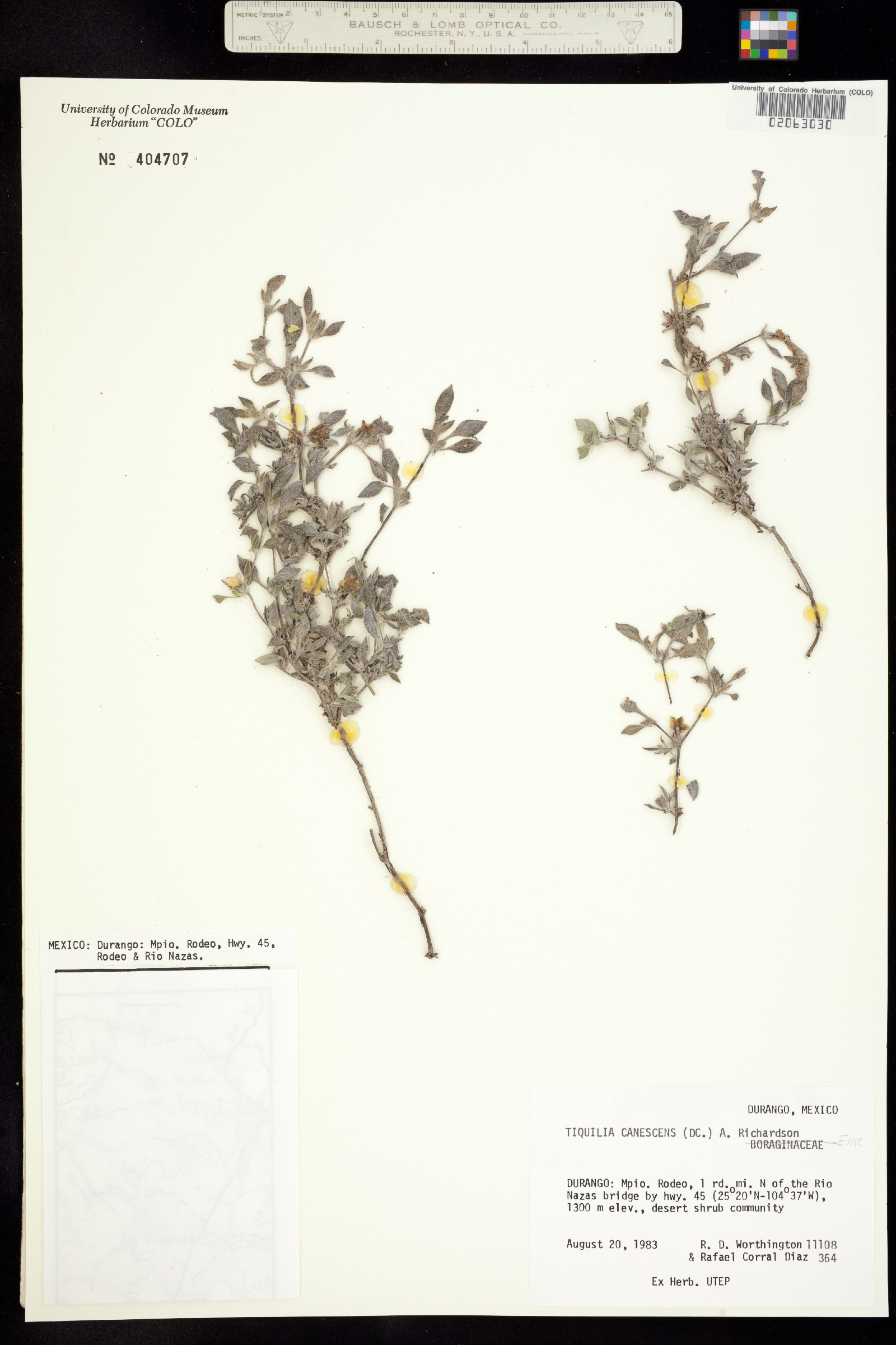 Tiquilia canescens image
