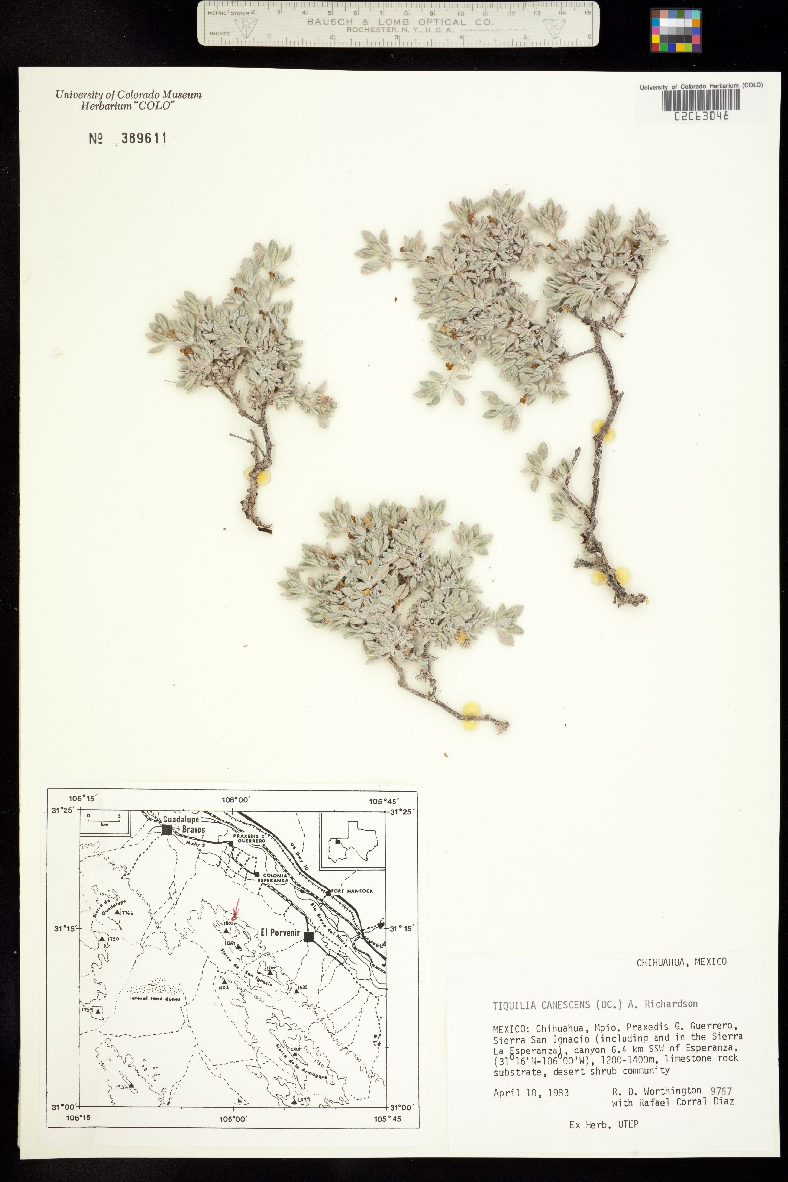 Tiquilia canescens image