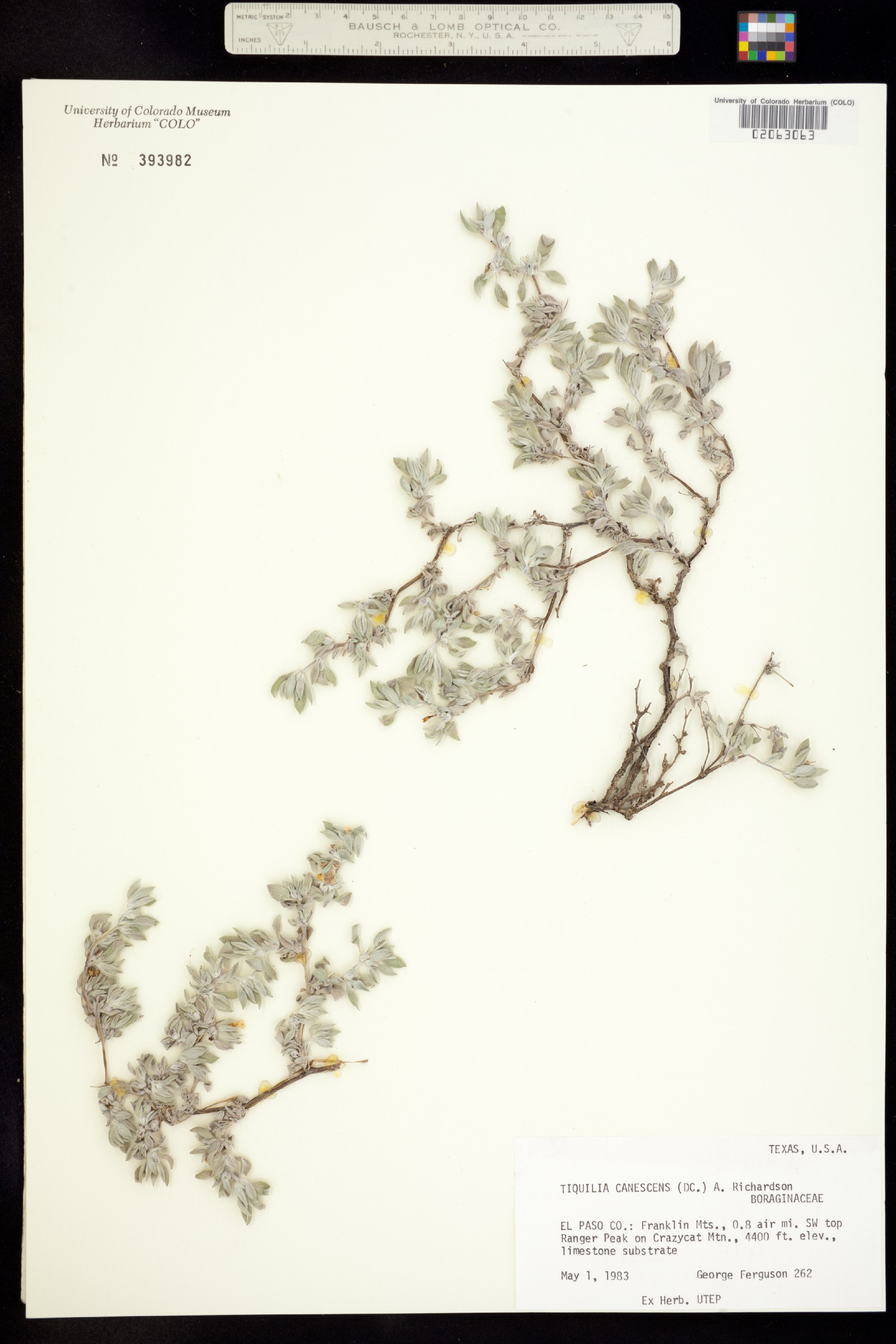 Tiquilia canescens image