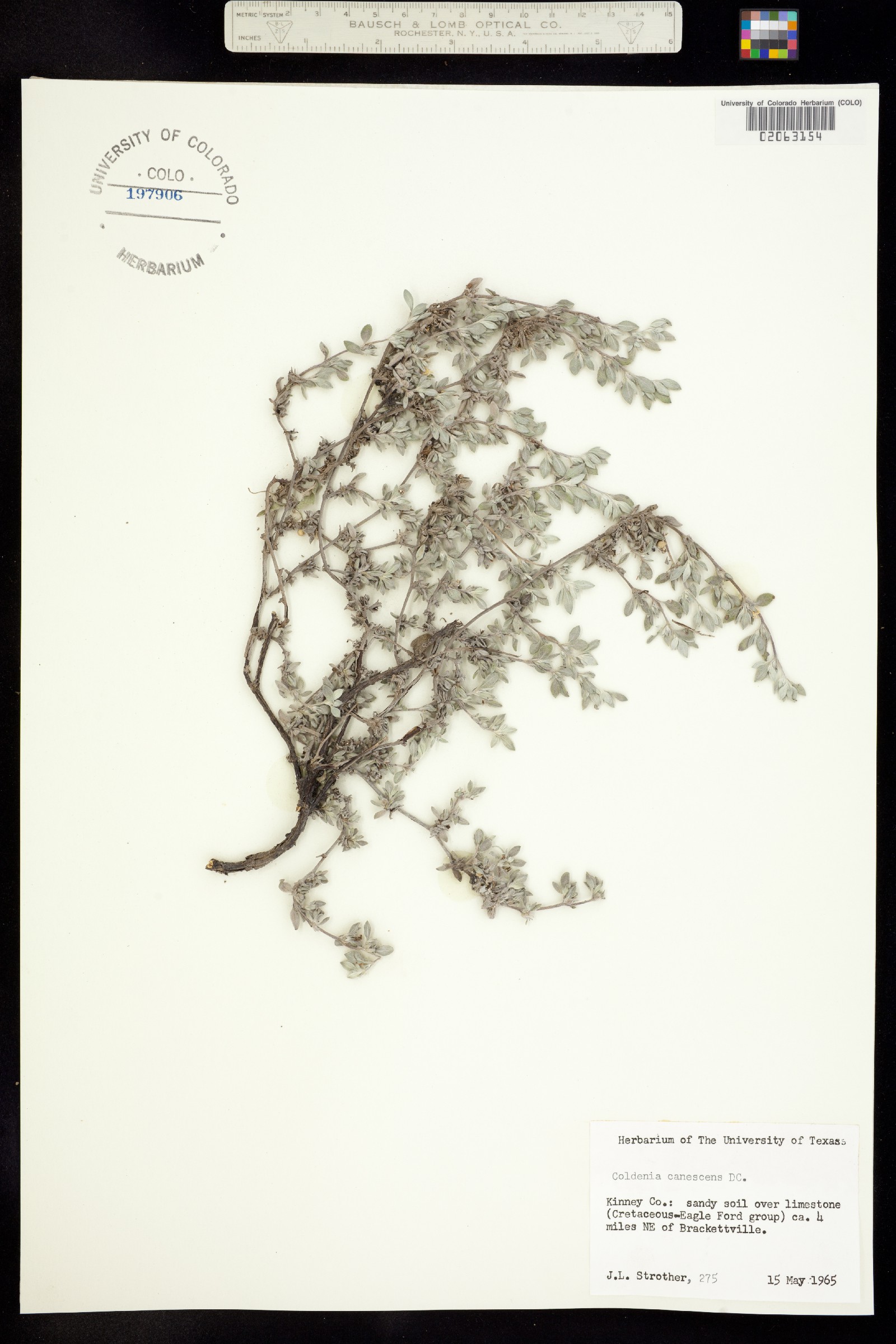 Tiquilia canescens image