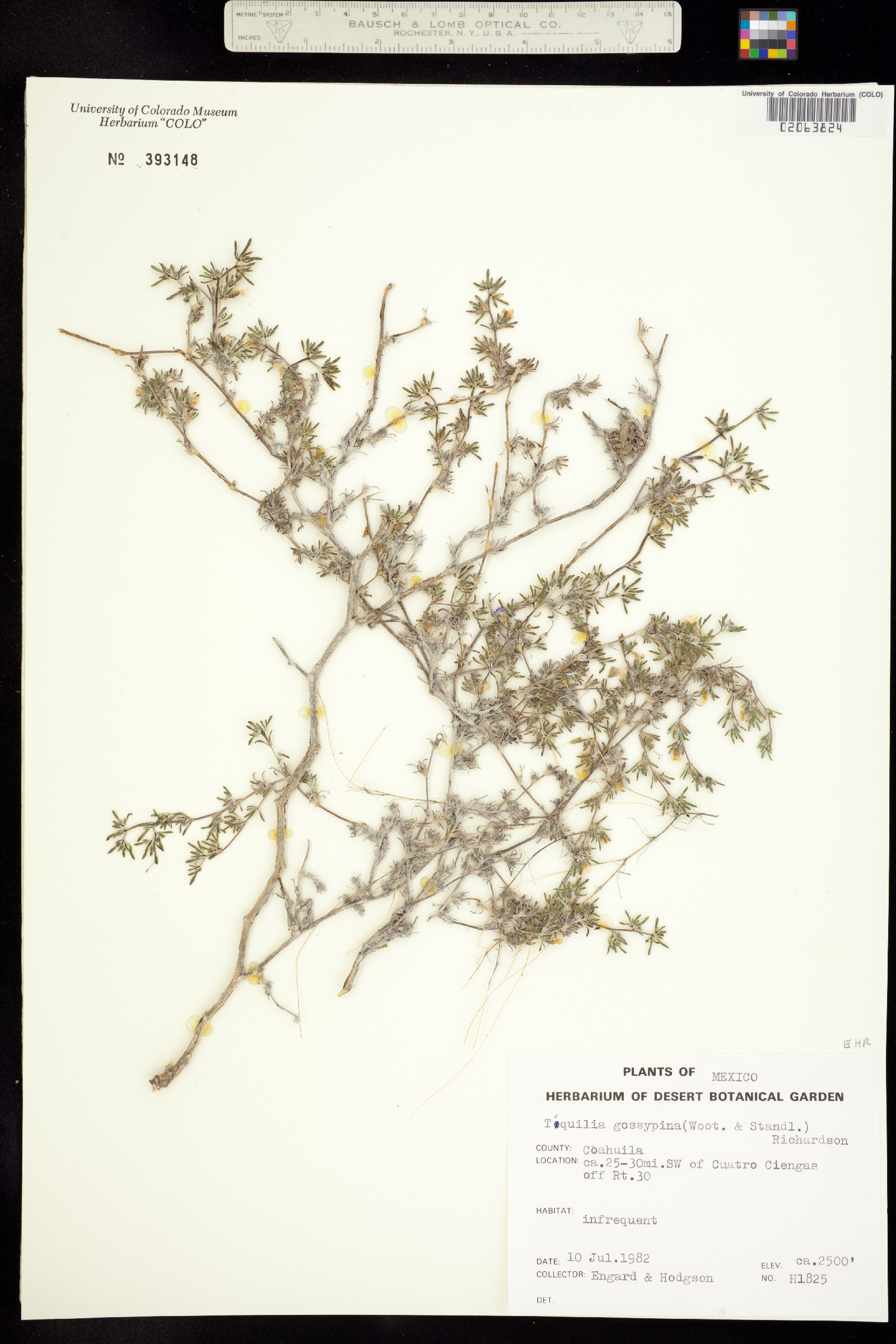 Tiquilia gossypina image