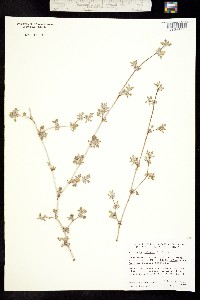 Tiquilia palmeri image