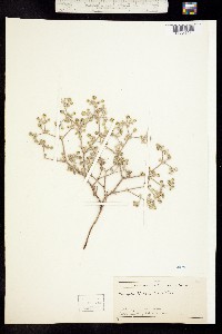 Tiquilia palmeri image