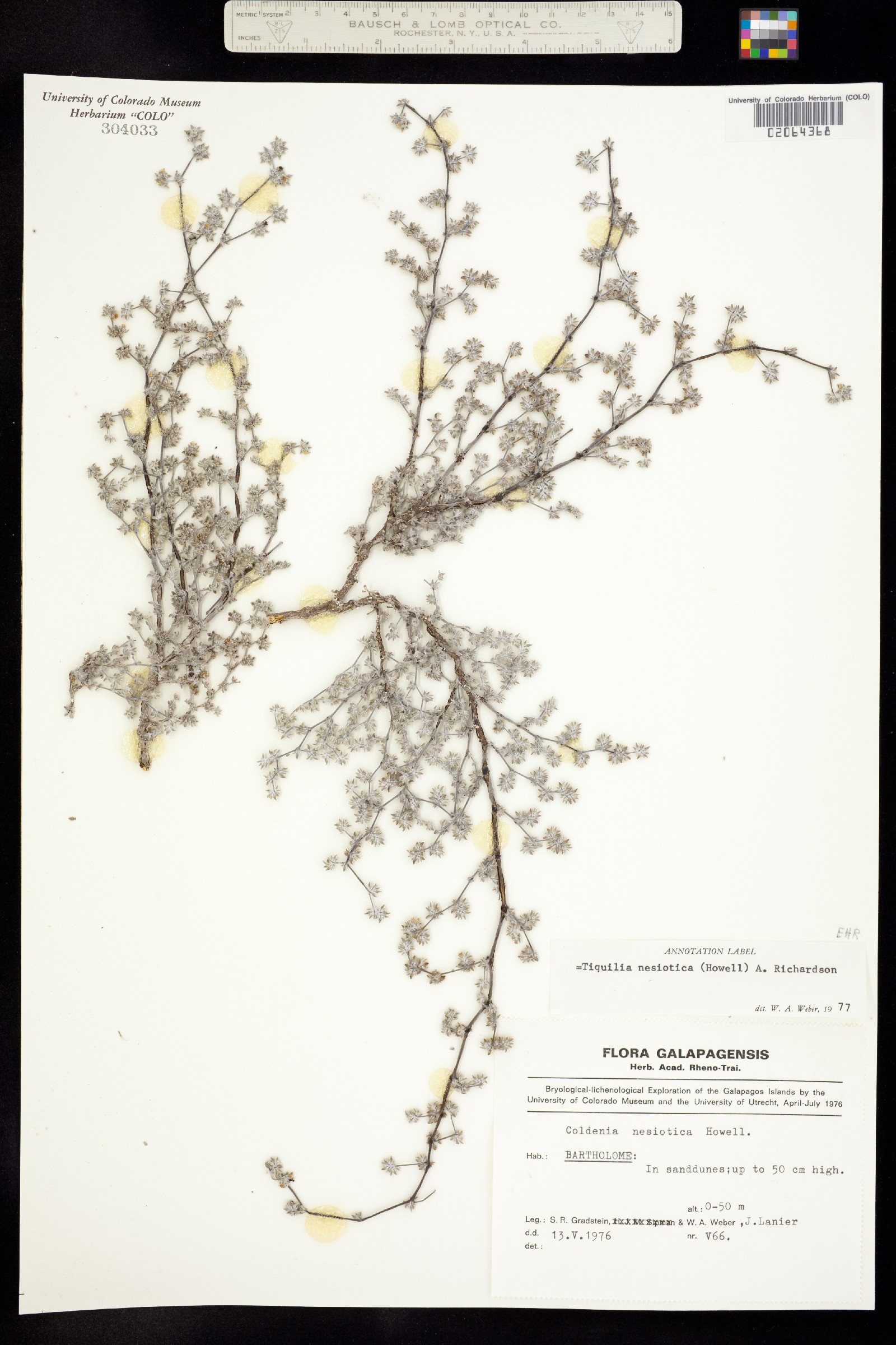 Tiquilia nesiotica image