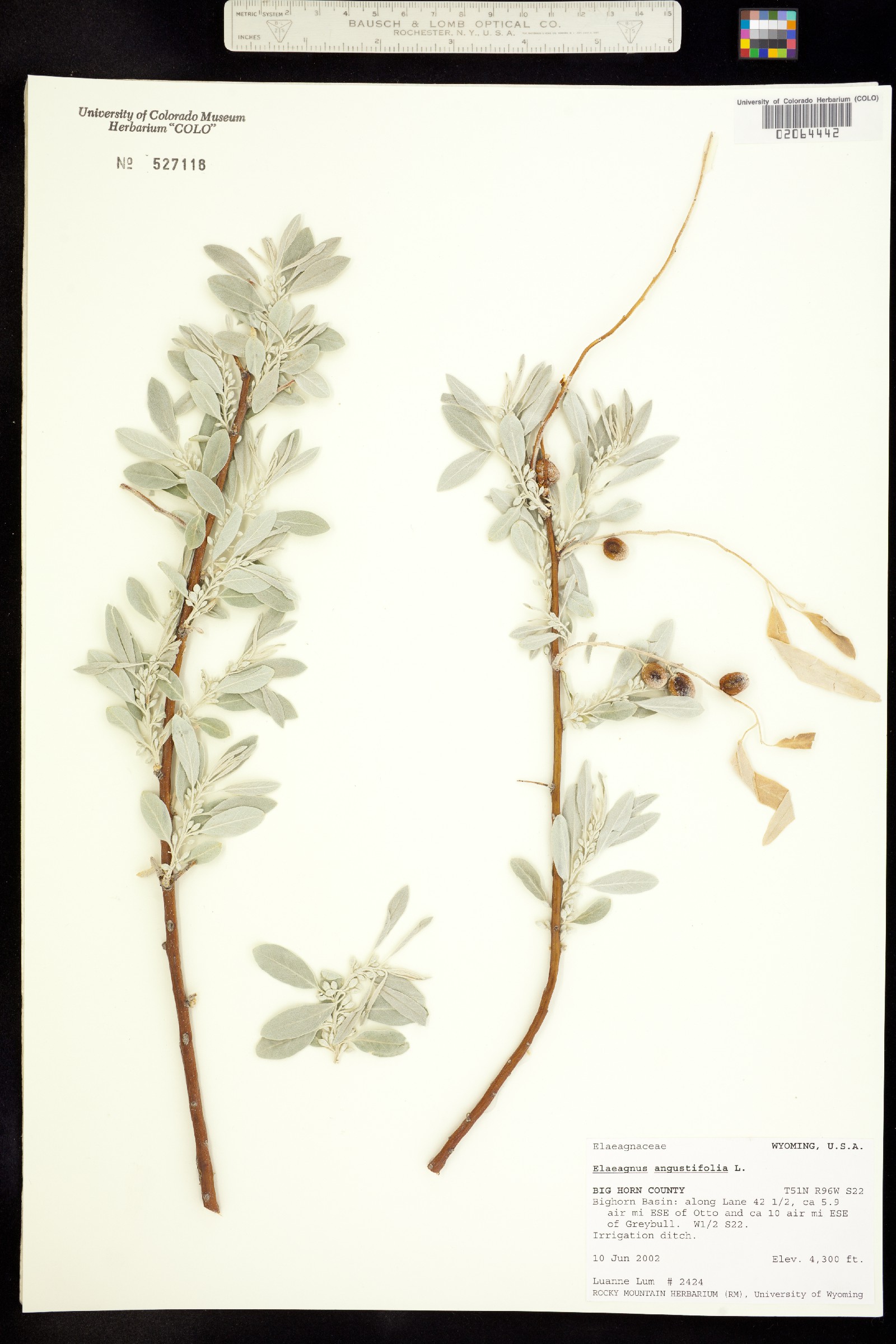 Elaeagnus angustifolia image