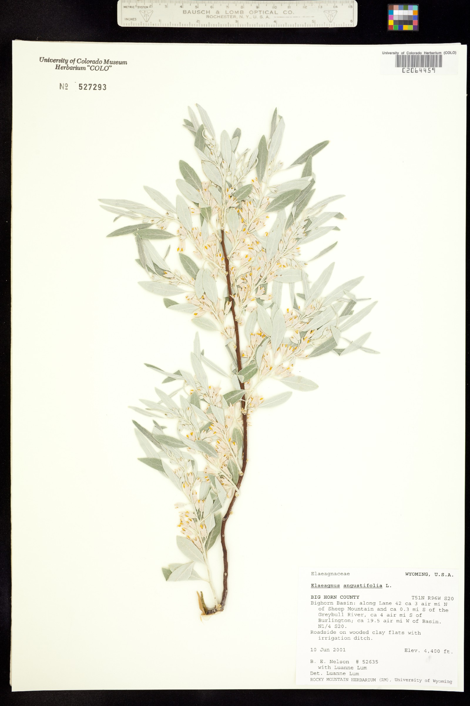 Elaeagnus angustifolia image