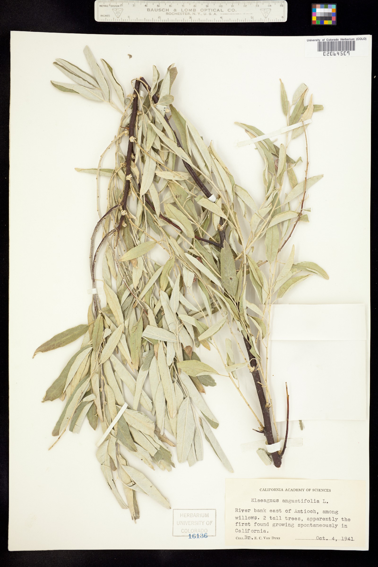 Elaeagnus angustifolia image